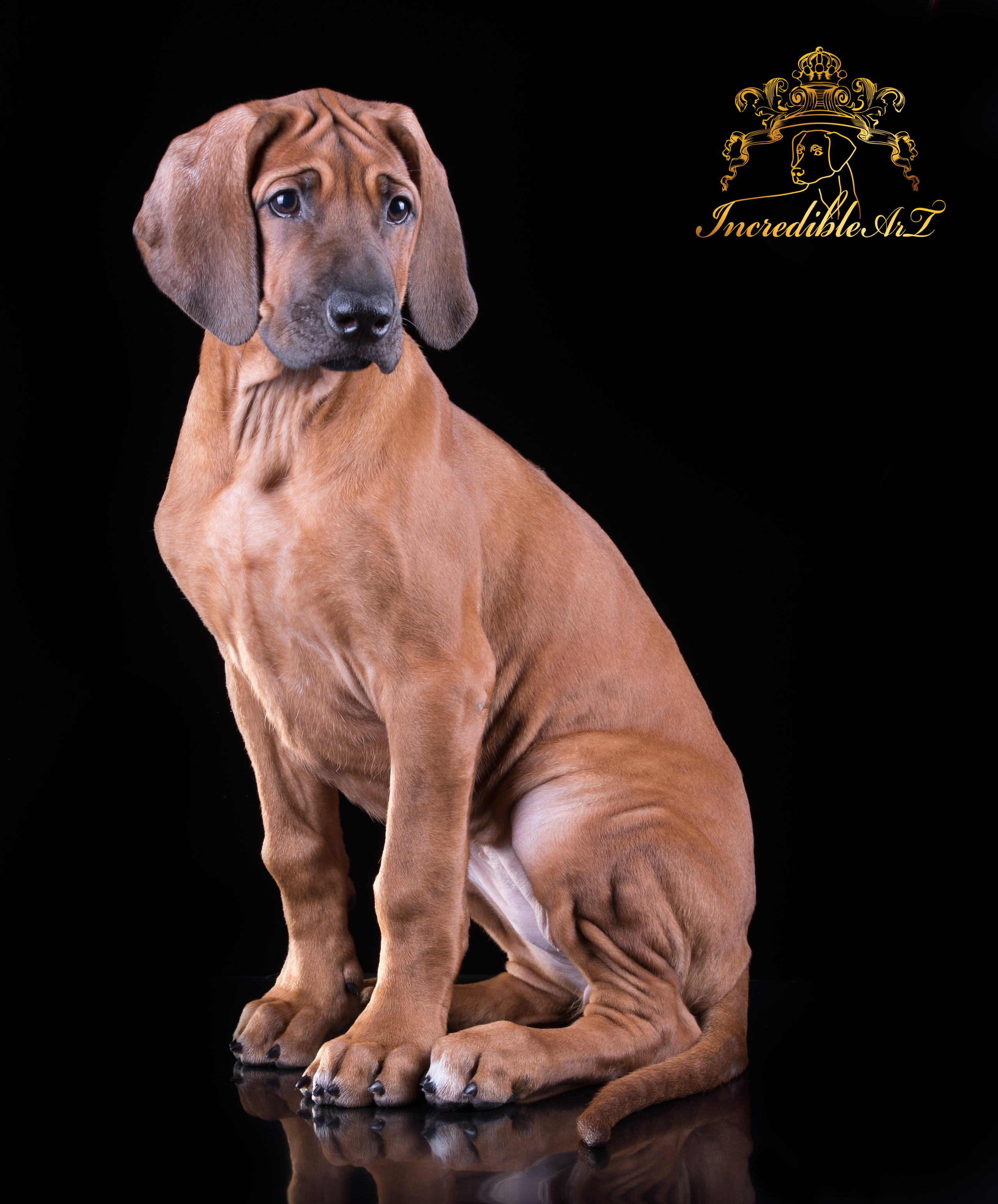 ФОТО ЩЕНКОВ. Борис Артамонов фотограф — анималист. Москва