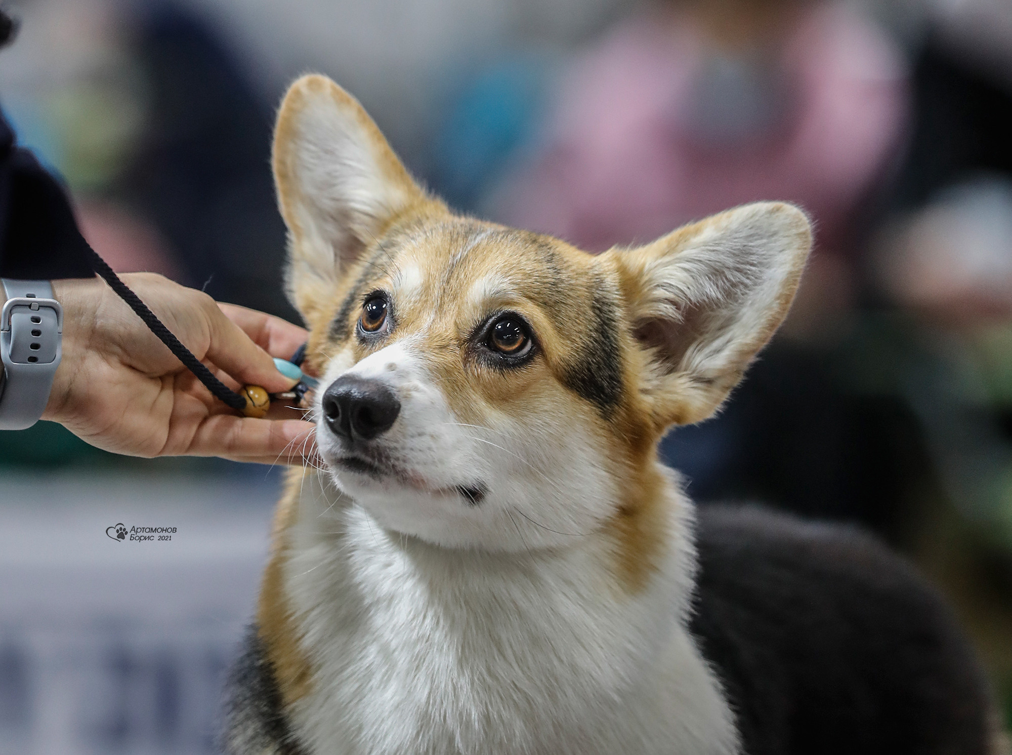 Борис Артамонов фотограф — анималист. Москва
