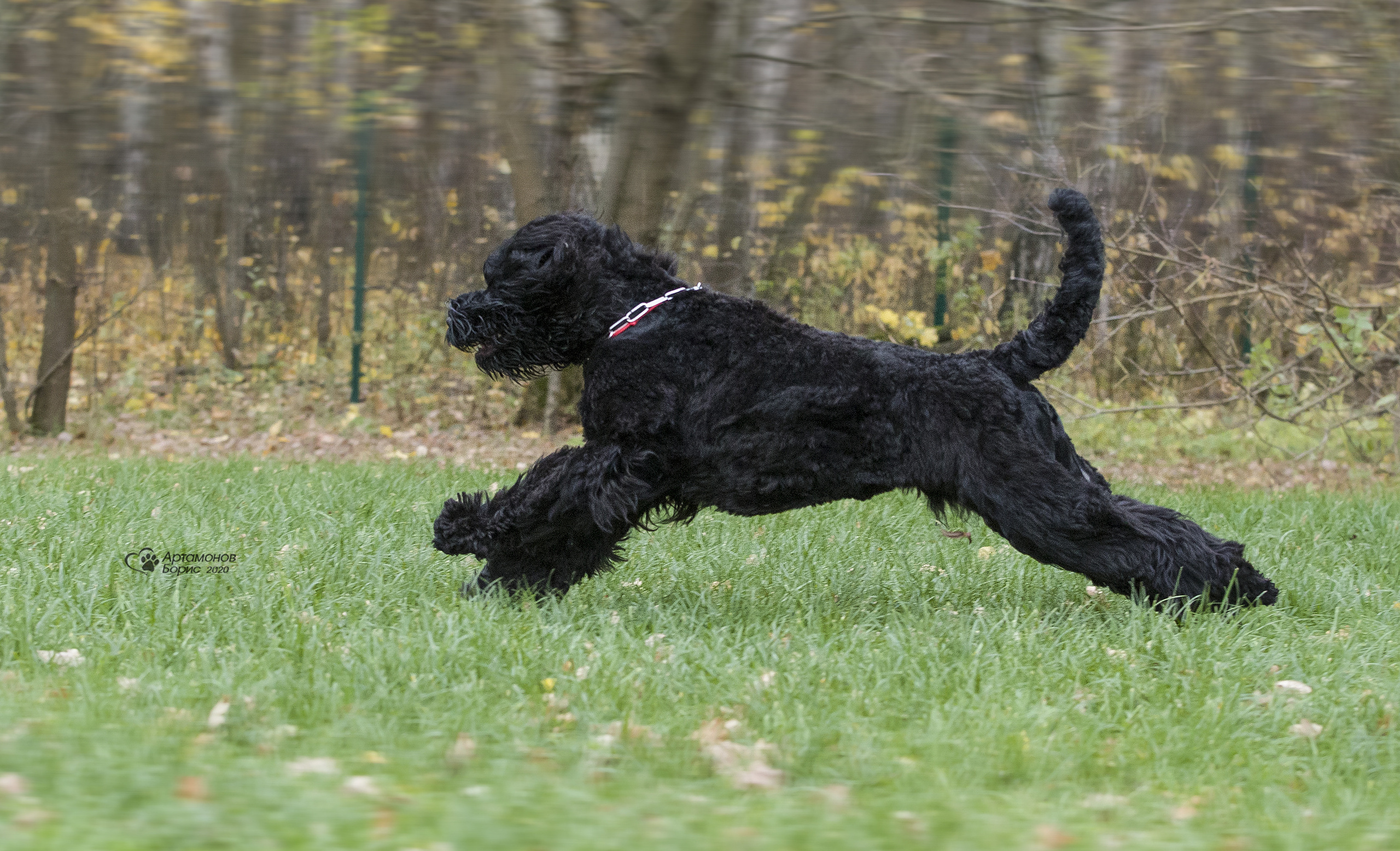 МАШЕНЬКА. Борис Артамонов фотограф — анималист. Москва