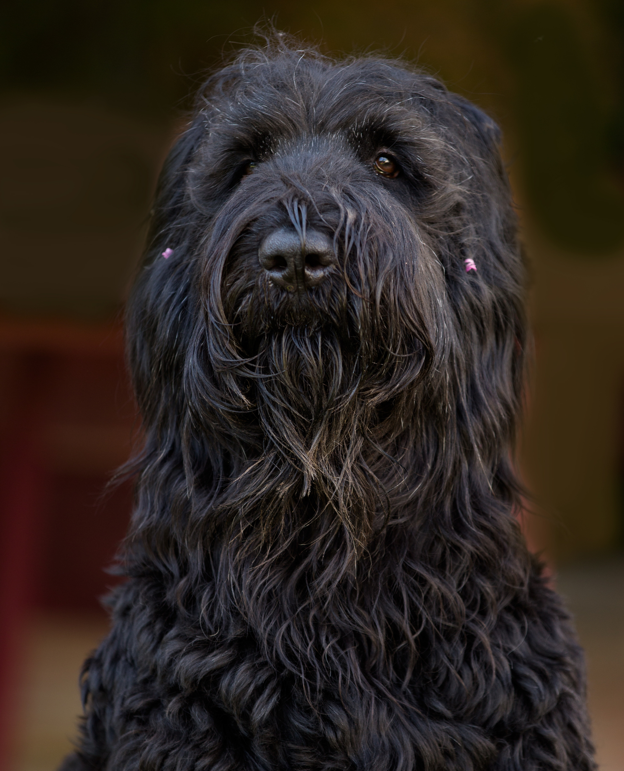 ПОРТРЕТИКИ. Борис Артамонов фотограф — анималист. Москва