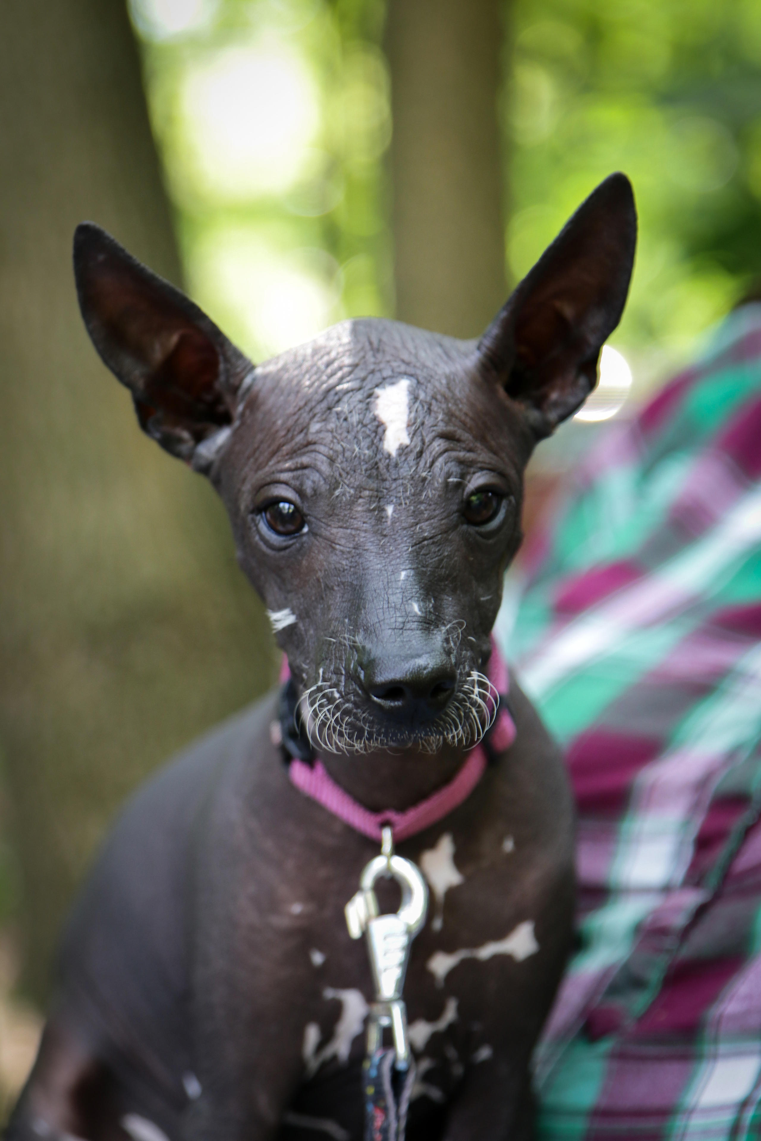 ПОРТРЕТИКИ. Борис Артамонов фотограф — анималист. Москва