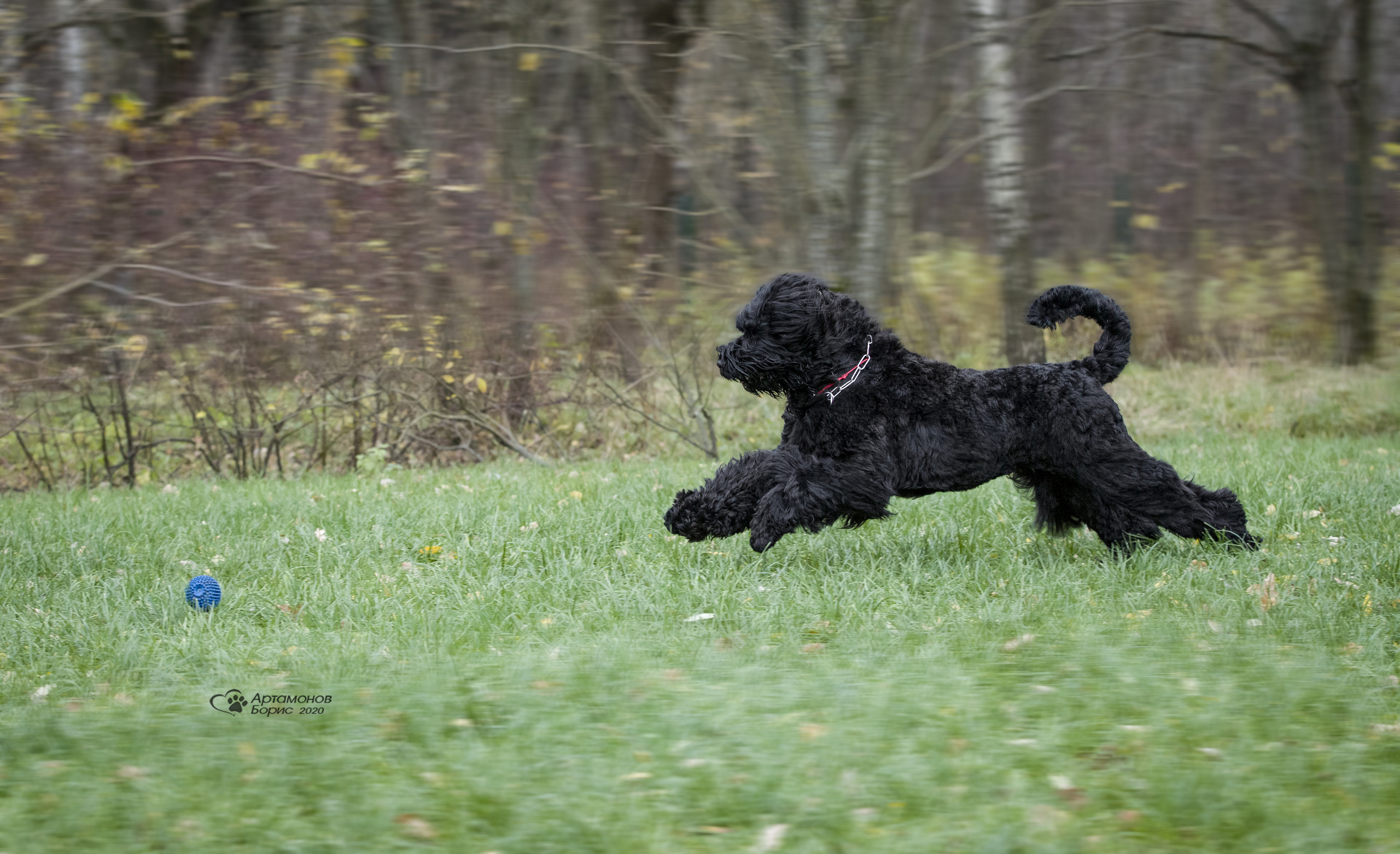 МАШЕНЬКА. Борис Артамонов фотограф — анималист. Москва