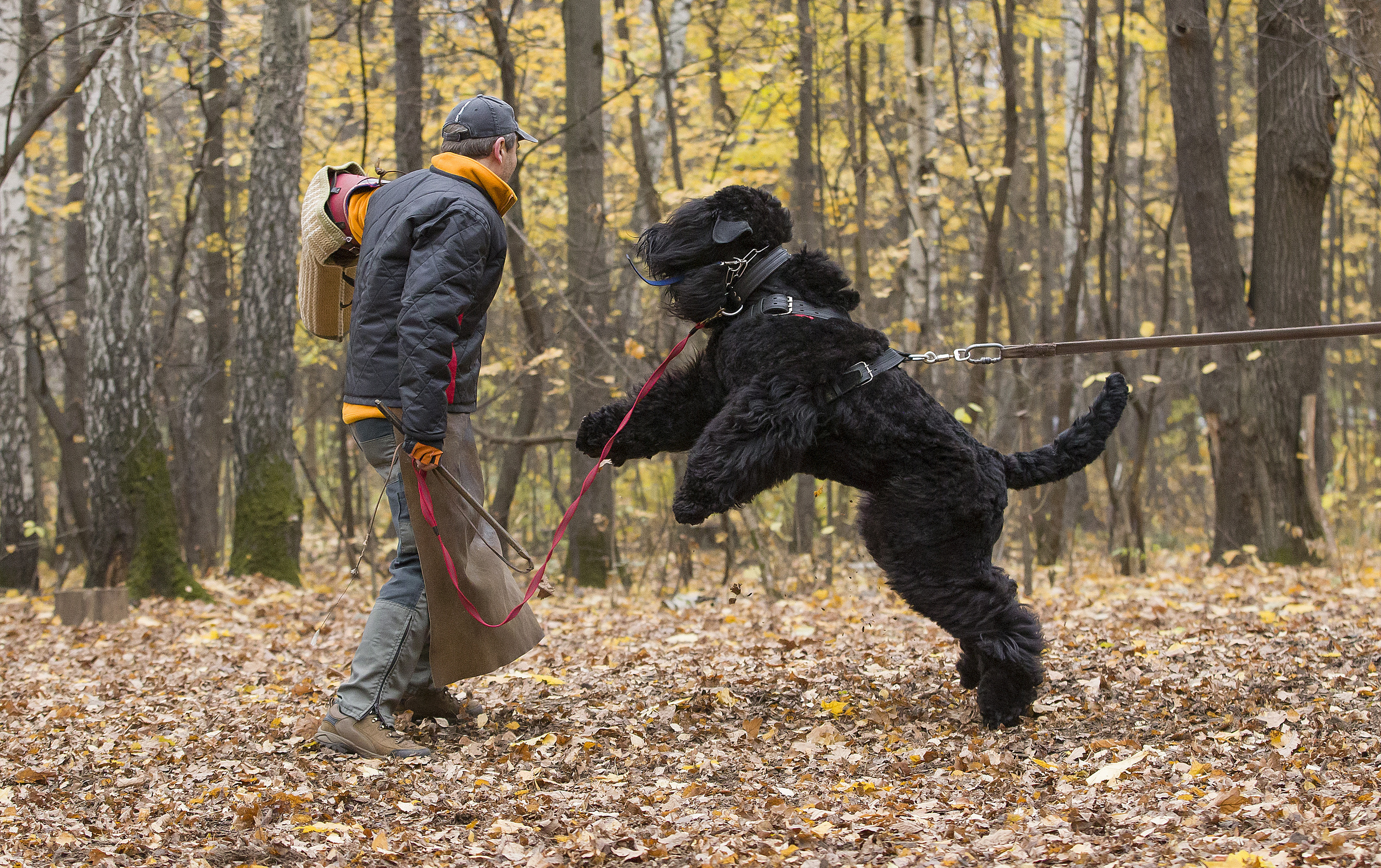 МАШЕНЬКА. Борис Артамонов фотограф — анималист. Москва