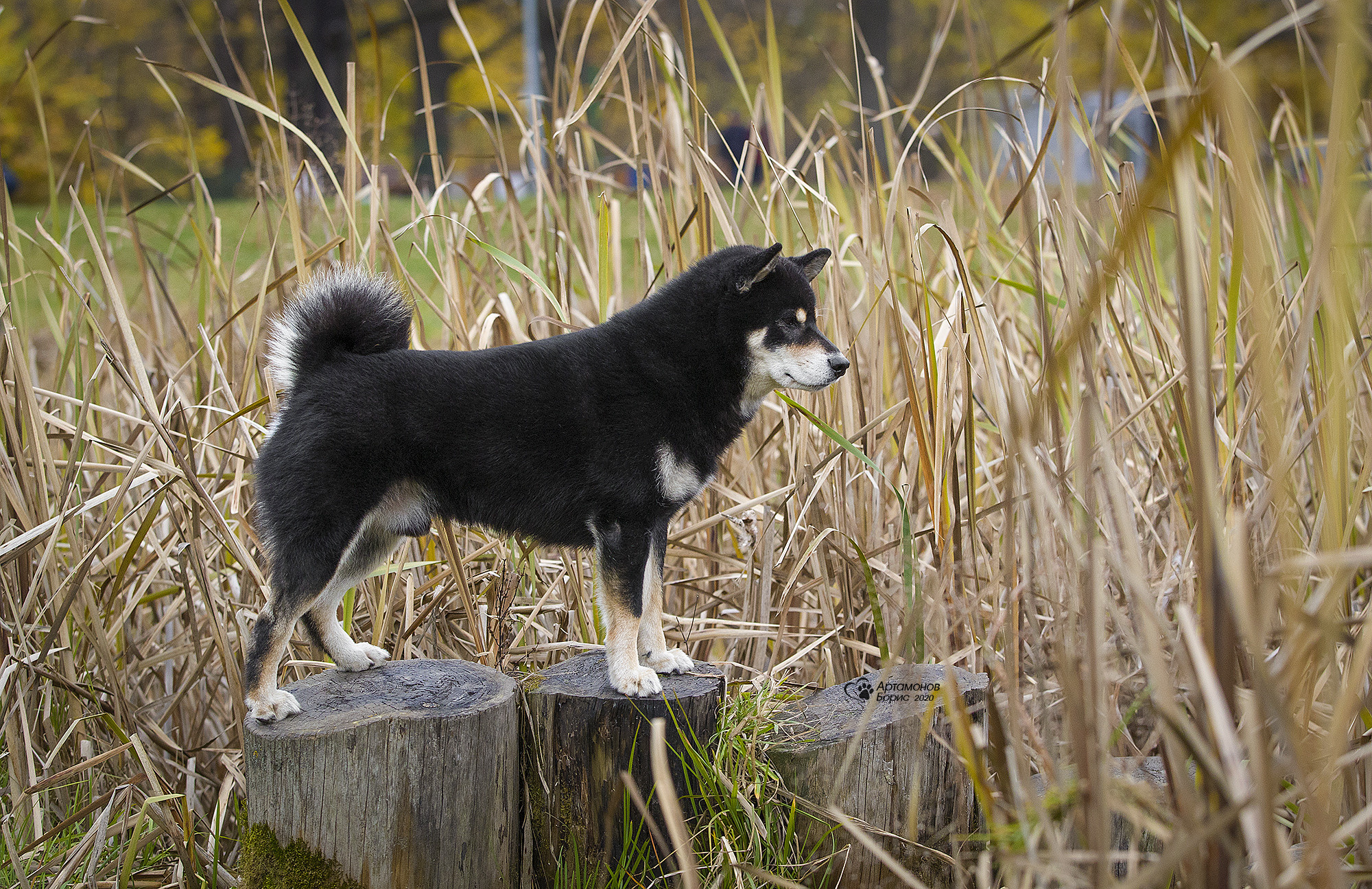 ФОТОСЕССИЯ СИБА. Борис Артамонов фотограф — анималист. Москва