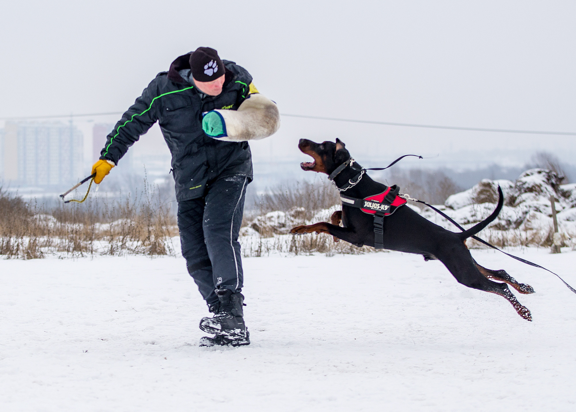 ДОБЕРМАНЫ КУСАЧКИ. Борис Артамонов фотограф — анималист. Москва