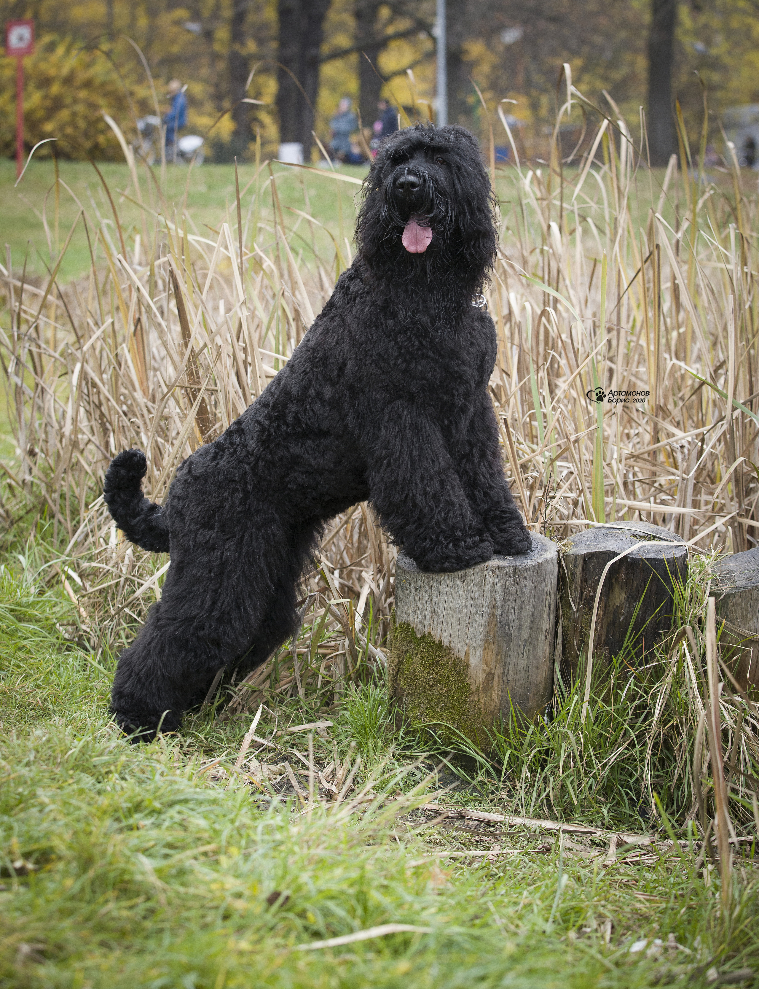 МАШЕНЬКА. Борис Артамонов фотограф — анималист. Москва