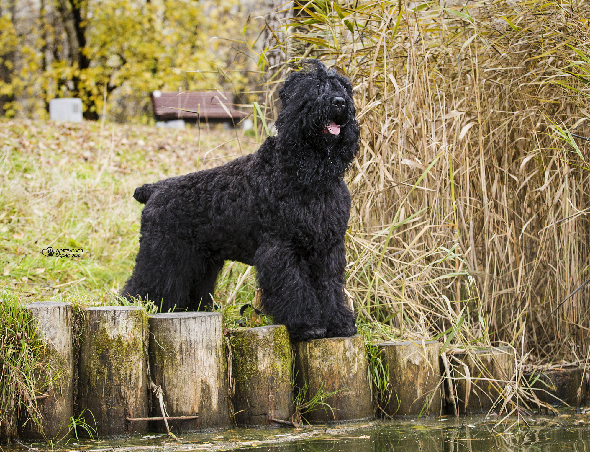 РУССКИЙ ЧЕРНЫЙ ТЕРЬЕР. Борис Артамонов фотограф — анималист. Москва