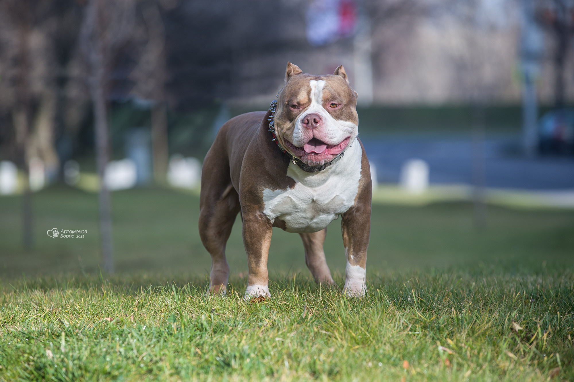 ВАРЬКА. Борис Артамонов фотограф — анималист. Москва