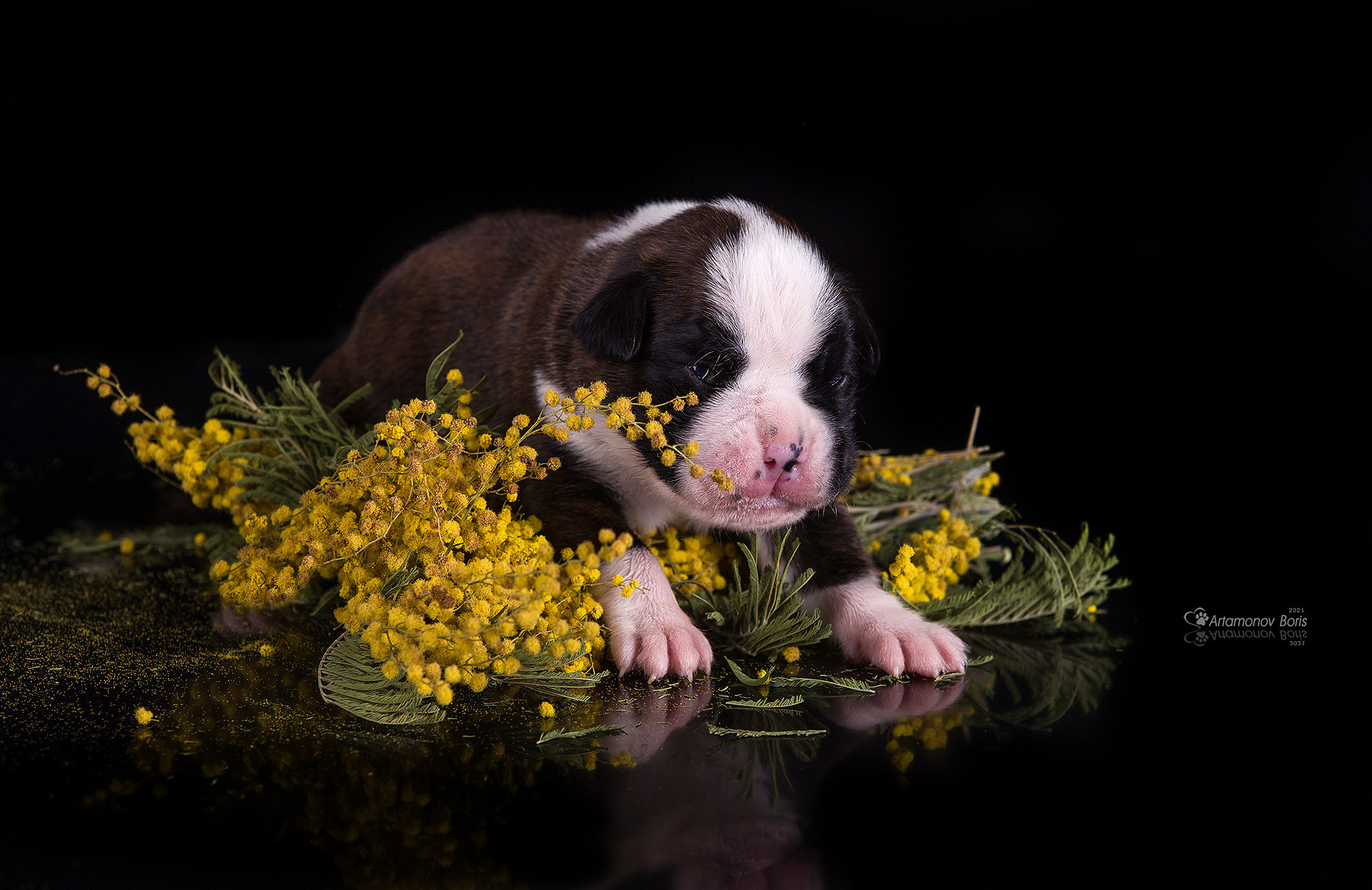 ФОТО ЩЕНКОВ. Борис Артамонов фотограф — анималист. Москва