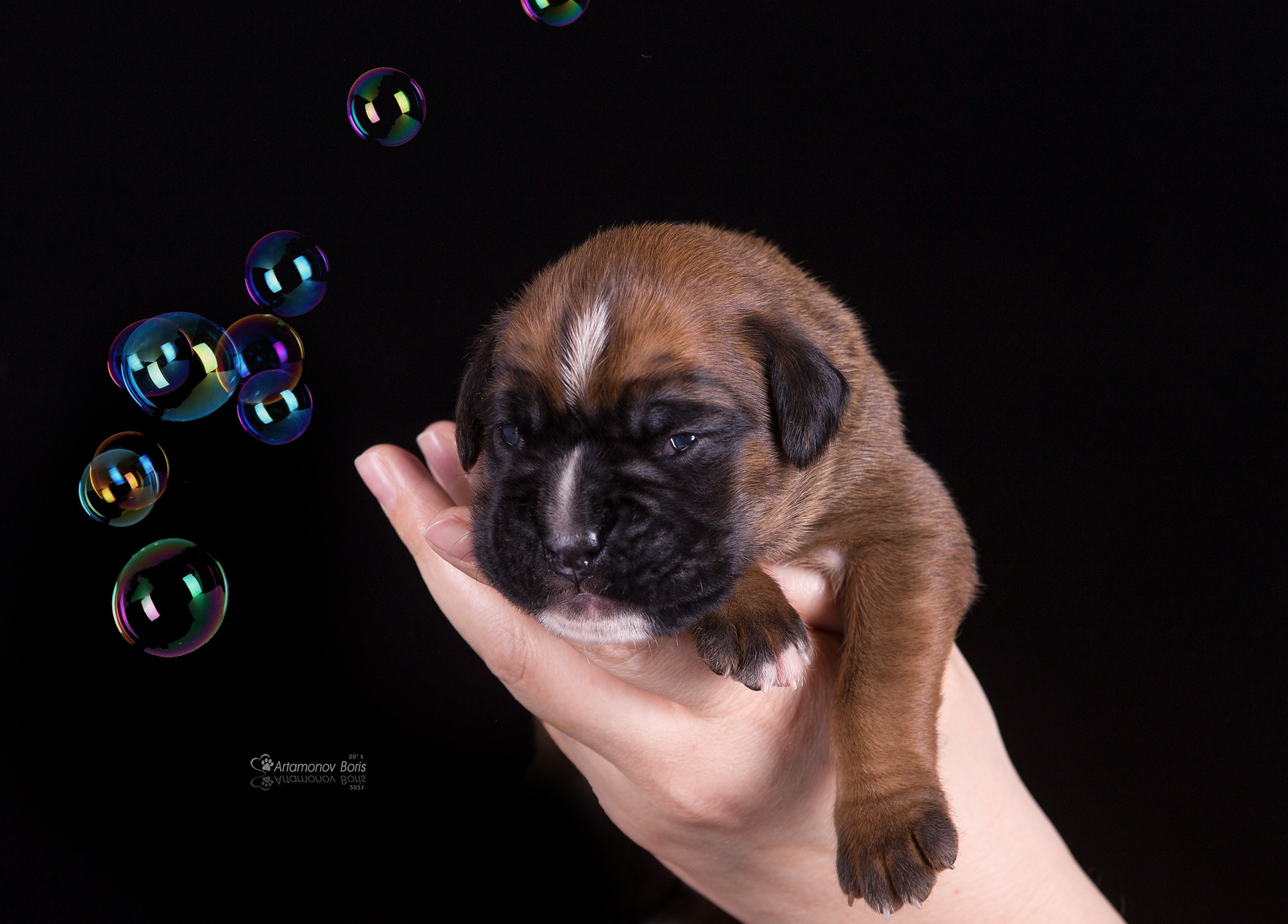 ФОТО ЩЕНКОВ. Борис Артамонов фотограф — анималист. Москва