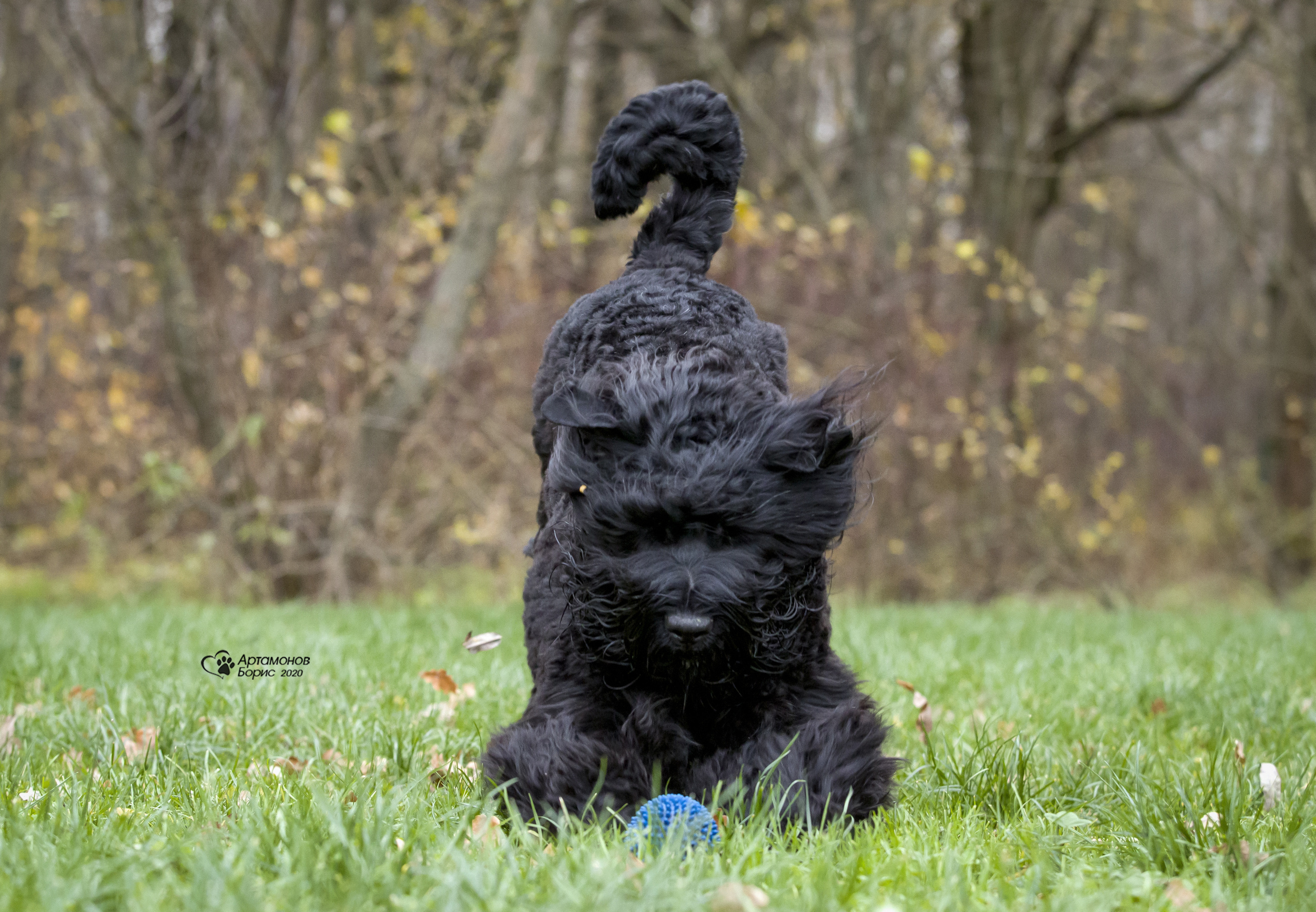 МАШЕНЬКА. Борис Артамонов фотограф — анималист. Москва