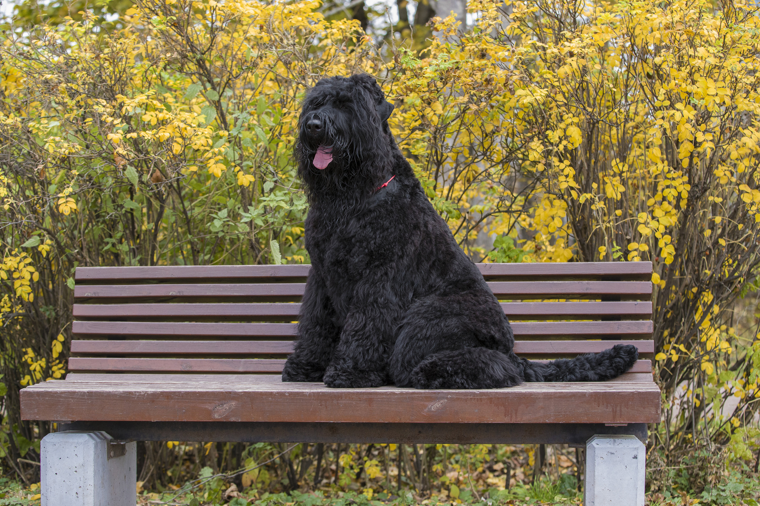 МАШЕНЬКА. Борис Артамонов фотограф — анималист. Москва
