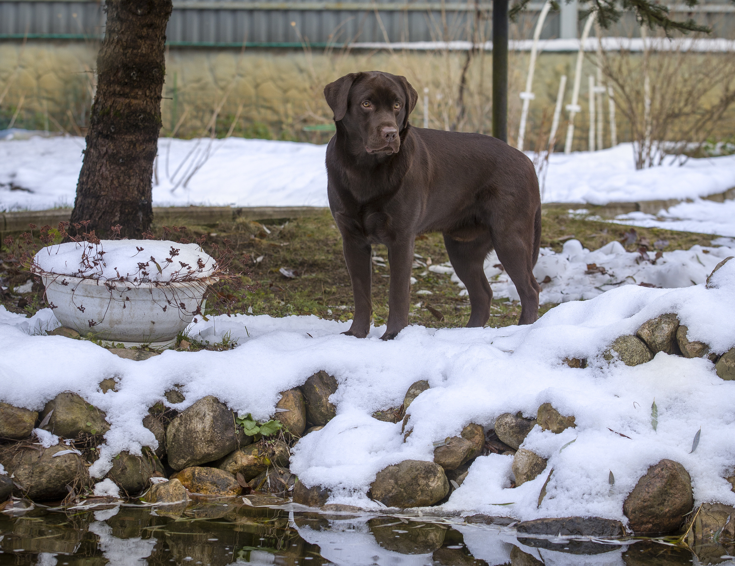 ФОТОСЕССИЯ ЛАБРАДОР. Борис Артамонов фотограф — анималист. Москва