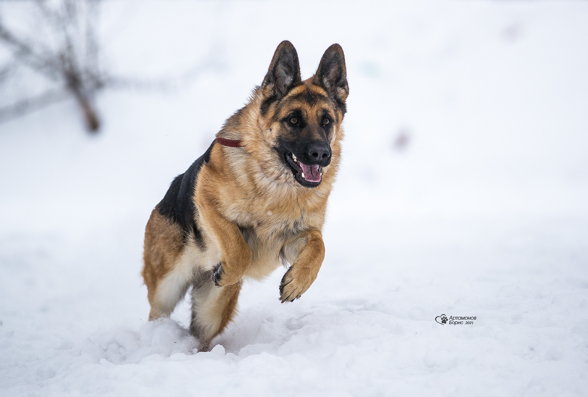 В ДВИЖЕНИИ. Борис Артамонов фотограф — анималист. Москва