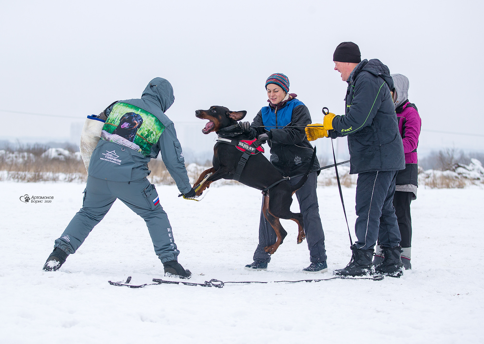 ДОБЕРМАНЫ КУСАЧКИ. Борис Артамонов фотограф — анималист. Москва