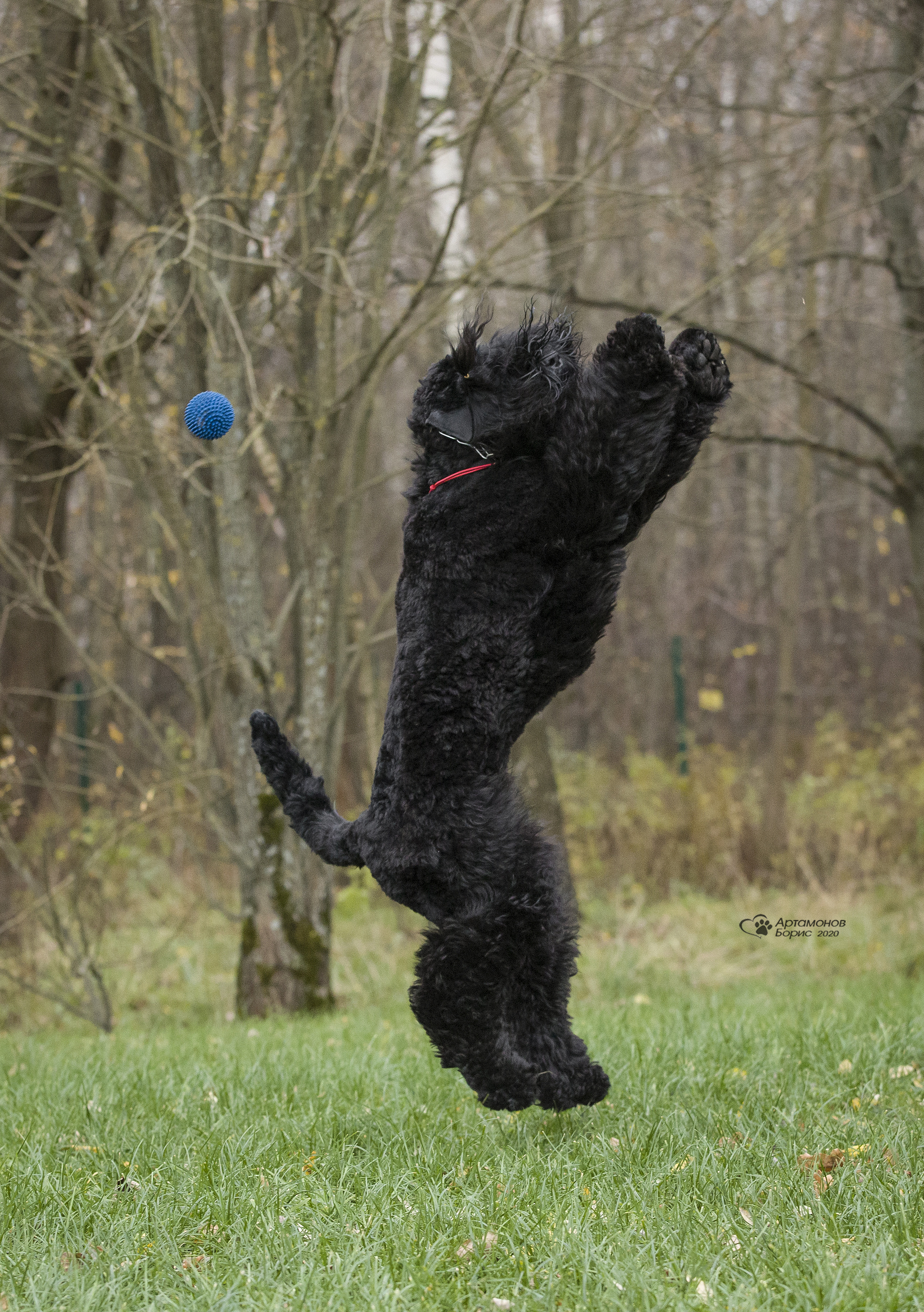 МАШЕНЬКА. Борис Артамонов фотограф — анималист. Москва