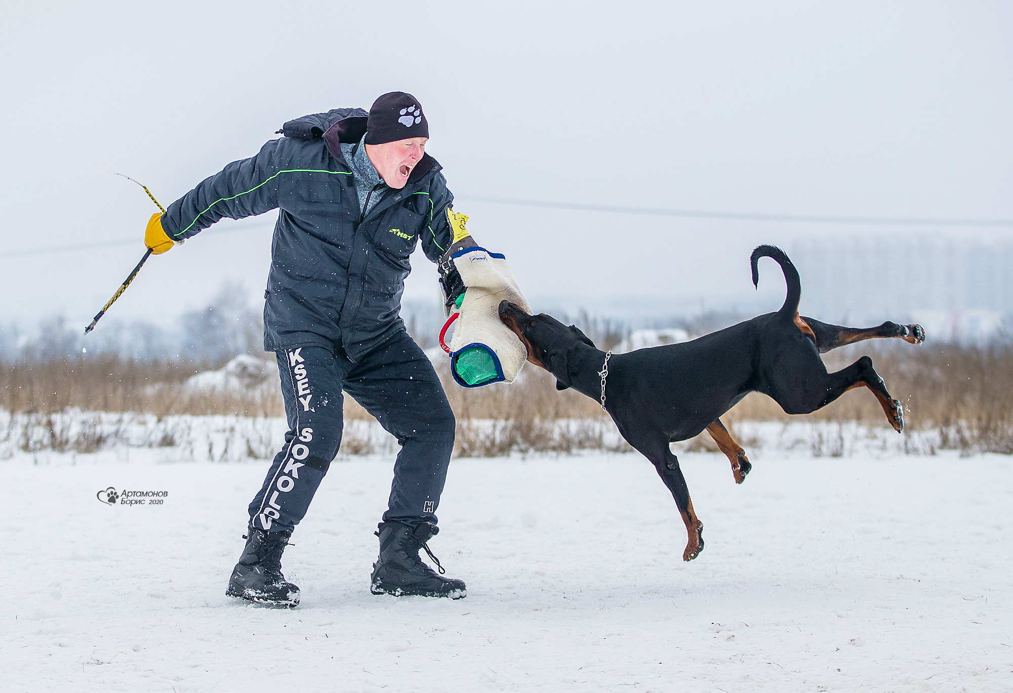 ДОБЕРМАНЫ КУСАЧКИ. Борис Артамонов фотограф — анималист. Москва