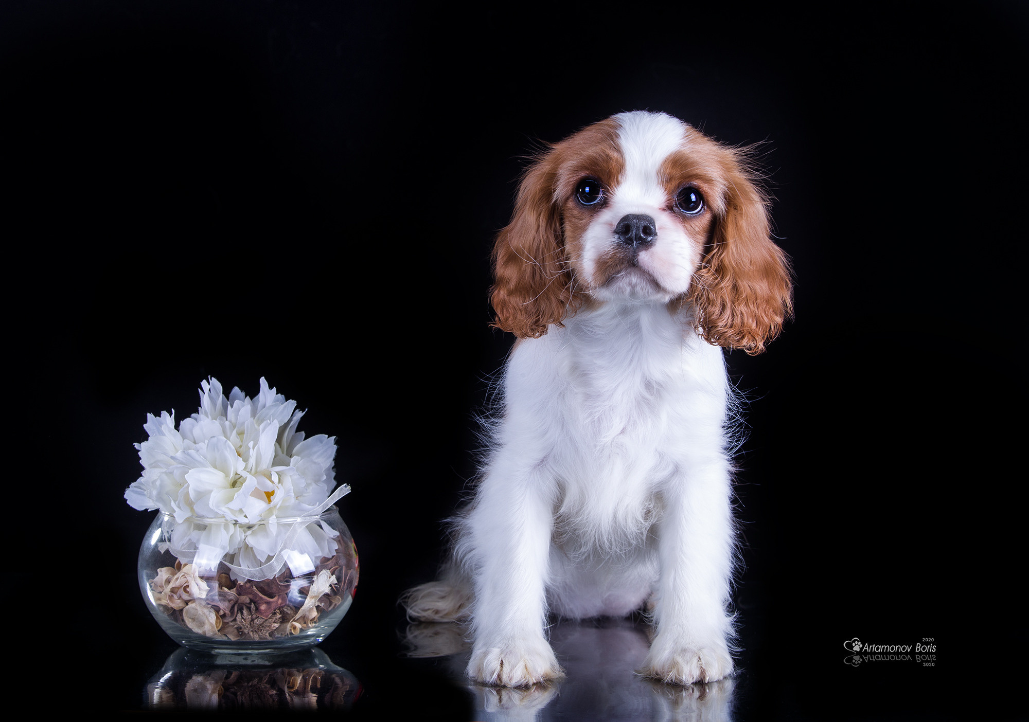 ФОТО ЩЕНКОВ. Борис Артамонов фотограф — анималист. Москва
