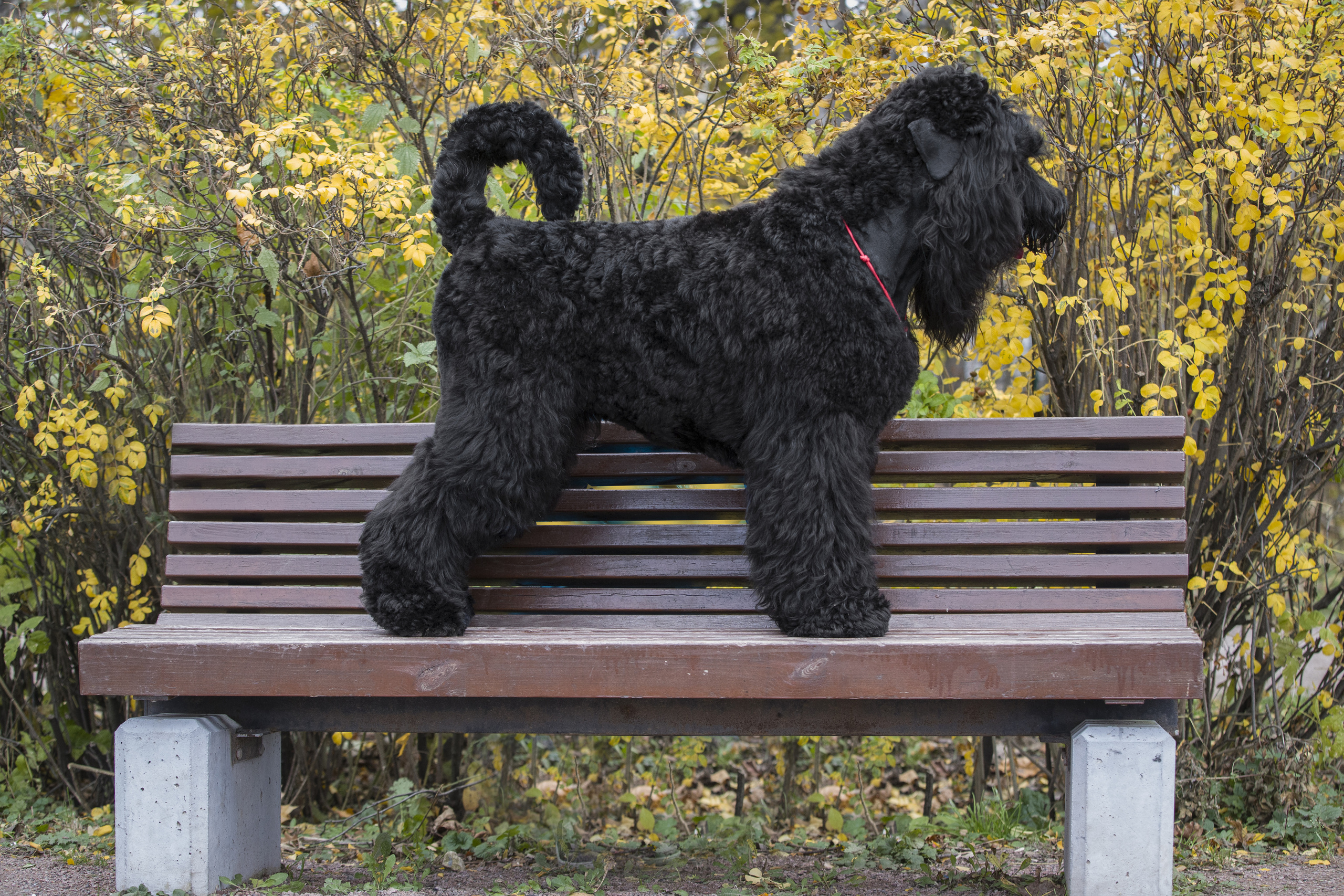 МАШЕНЬКА. Борис Артамонов фотограф — анималист. Москва