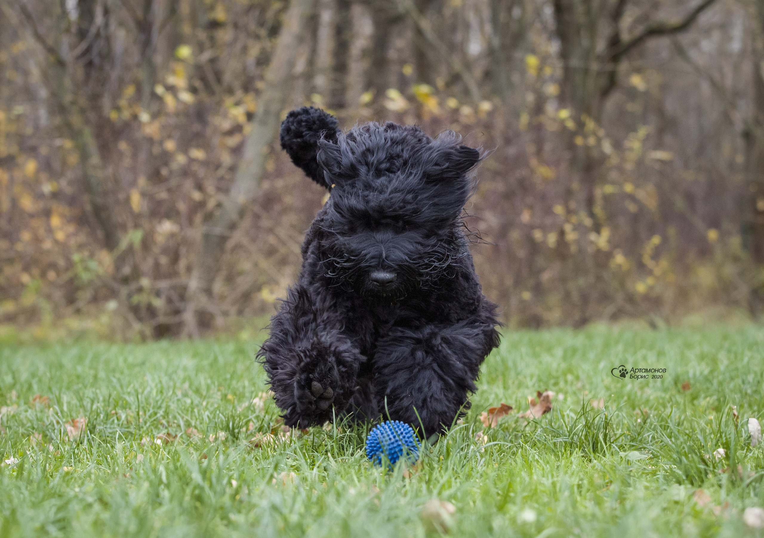 МАШЕНЬКА. Борис Артамонов фотограф — анималист. Москва