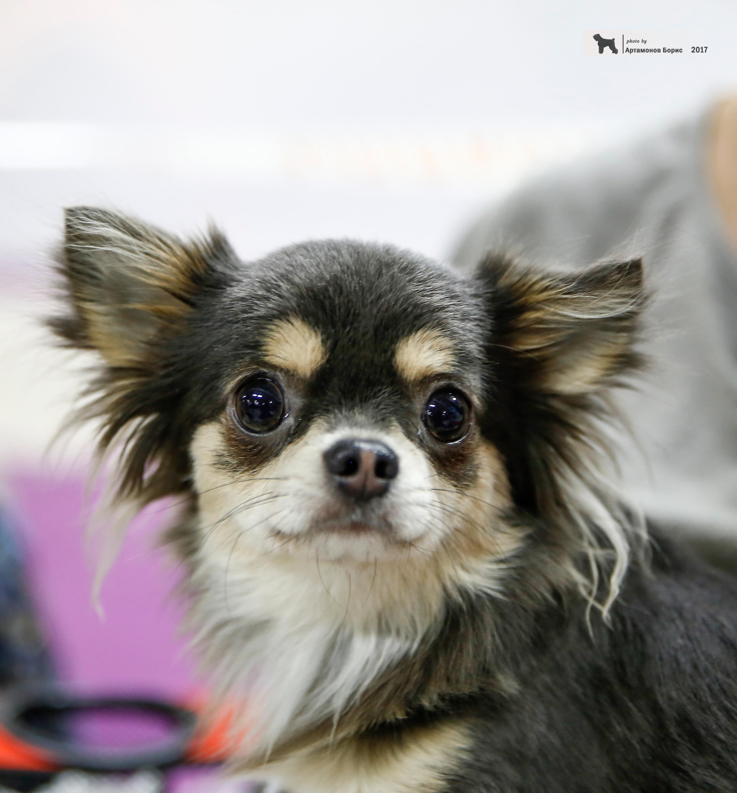 Борис Артамонов фотограф — анималист. Москва