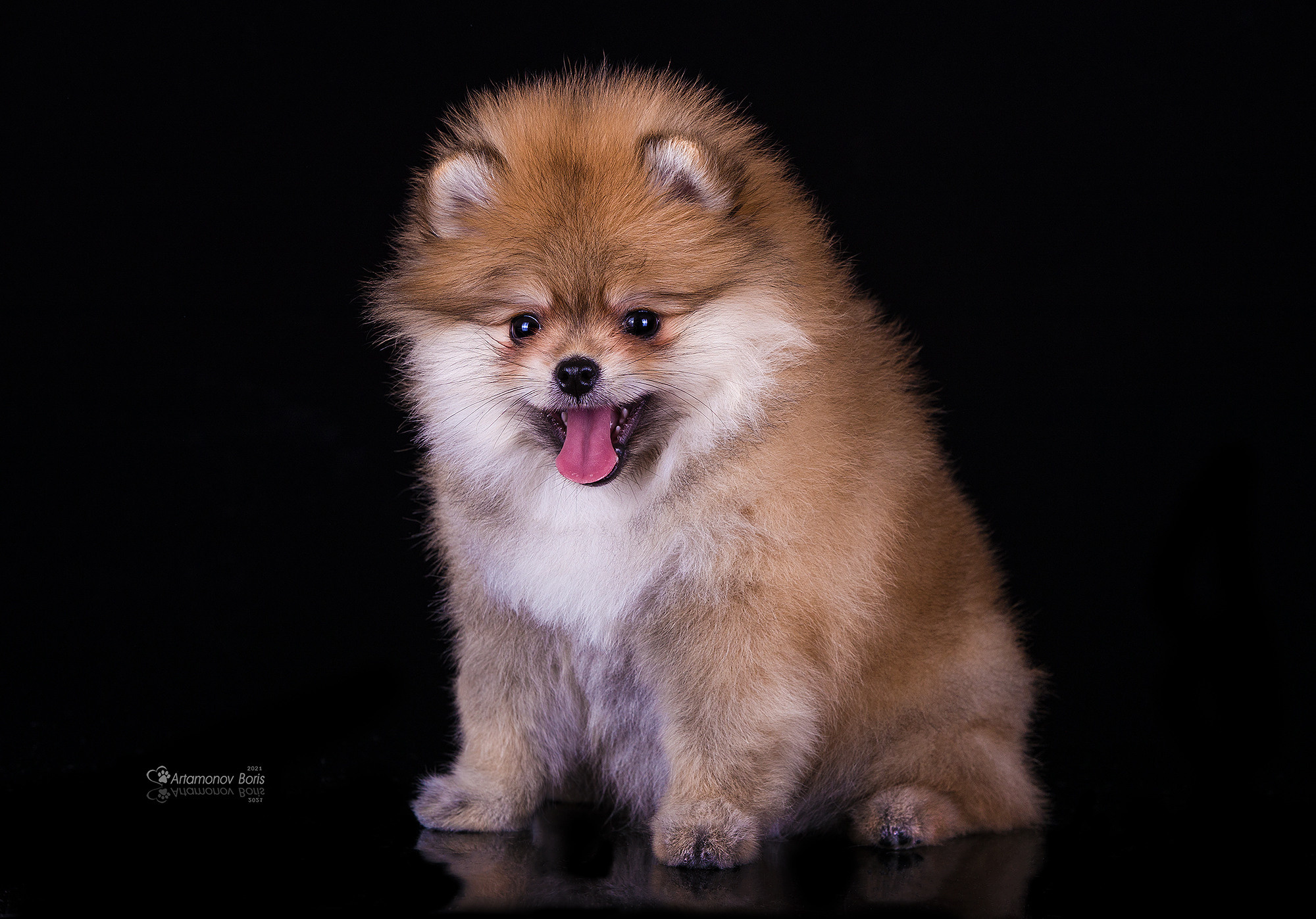 ФОТО ЩЕНКОВ. Борис Артамонов фотограф — анималист. Москва