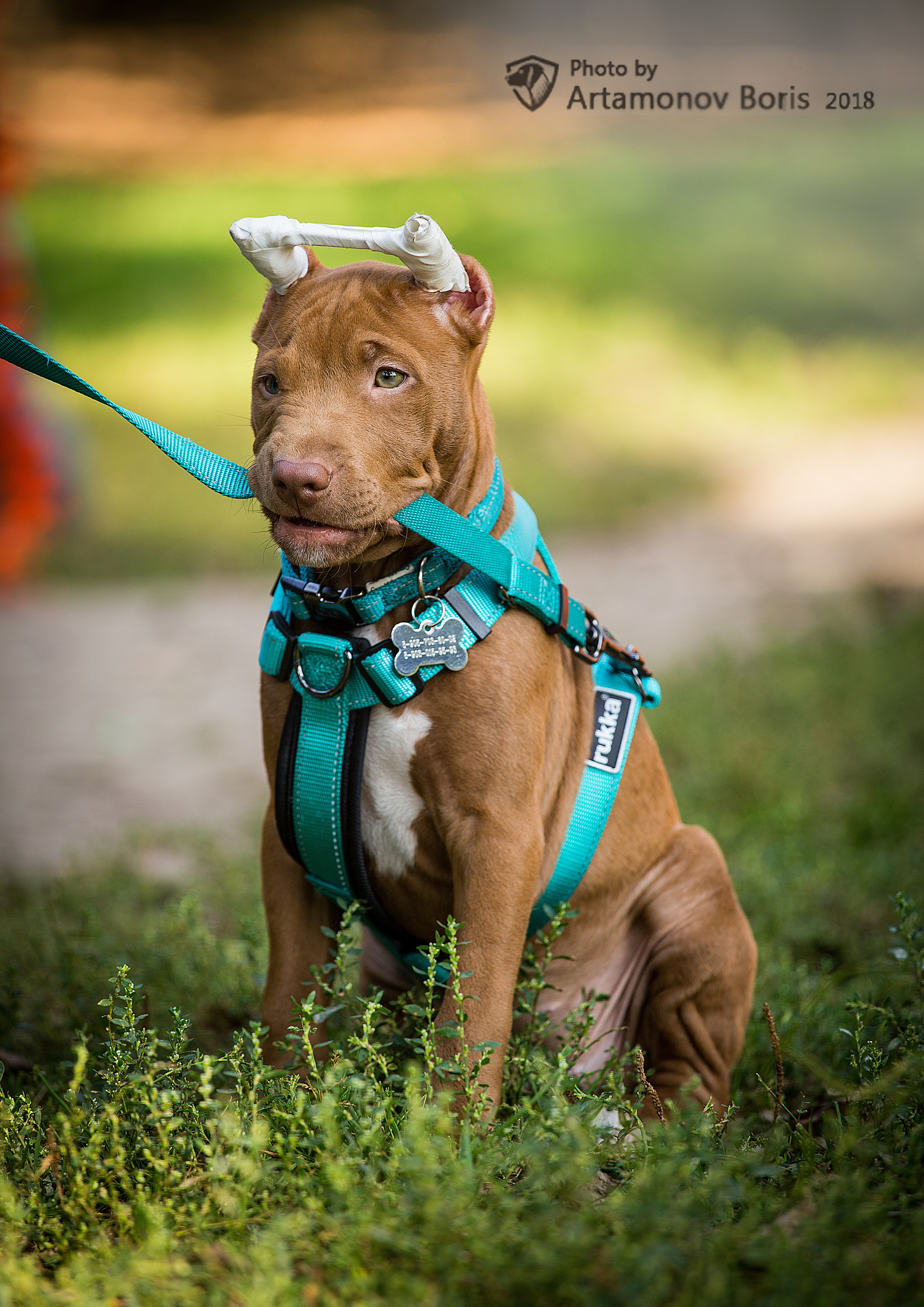 ПОРТРЕТИКИ. Борис Артамонов фотограф — анималист. Москва