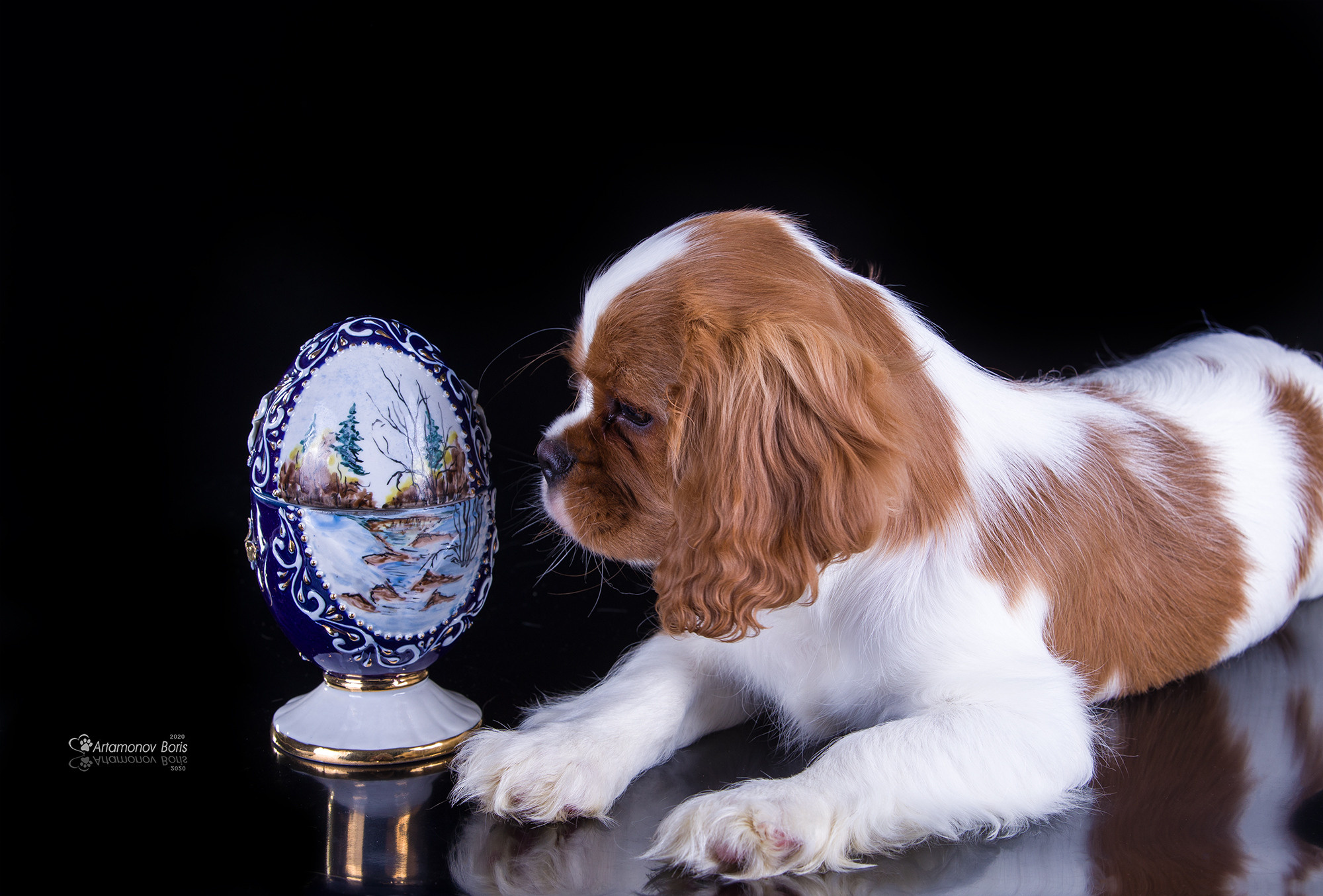 ФОТО ЩЕНКОВ. Борис Артамонов фотограф — анималист. Москва