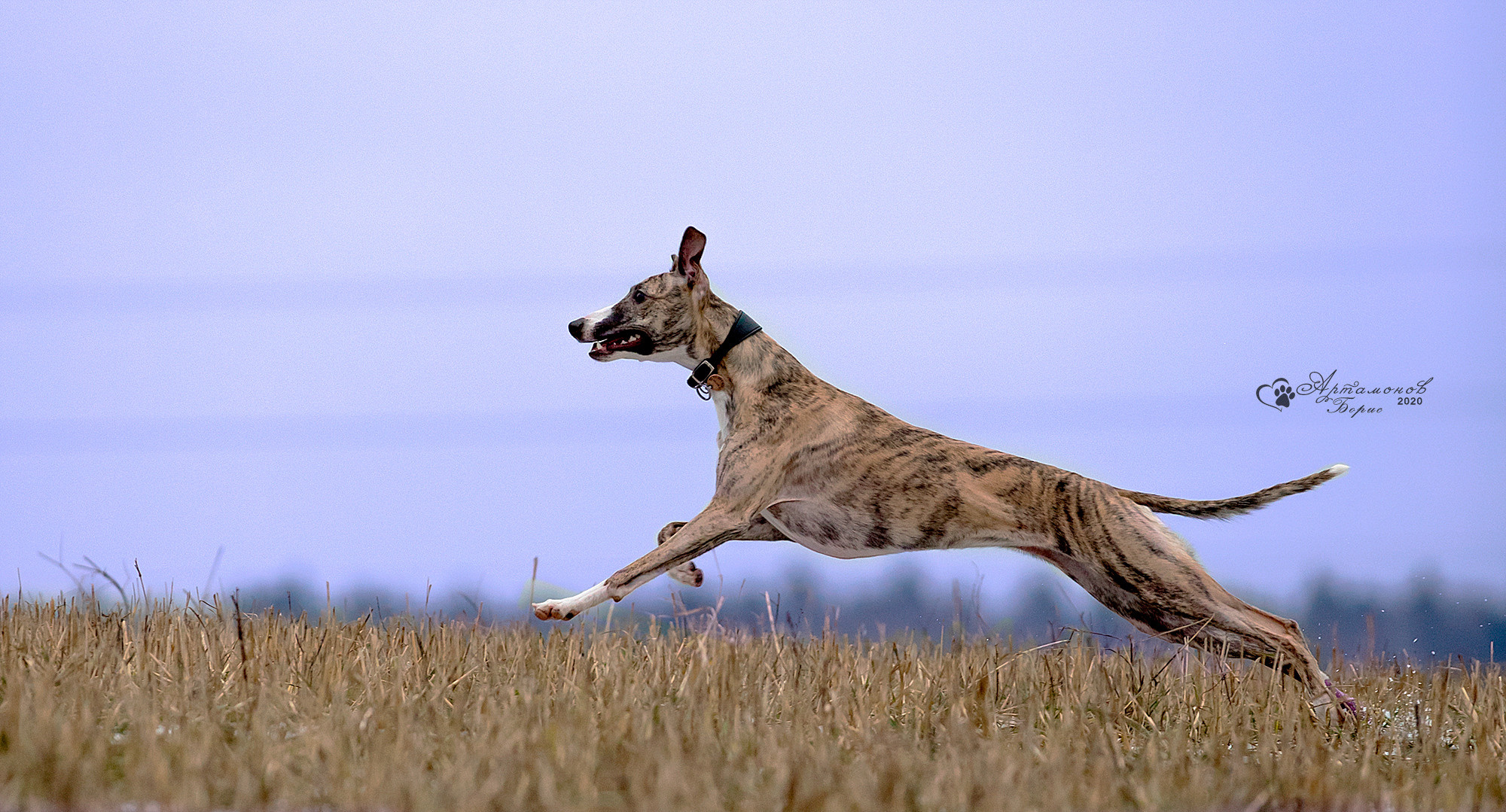 В ДВИЖЕНИИ. Борис Артамонов фотограф — анималист. Москва