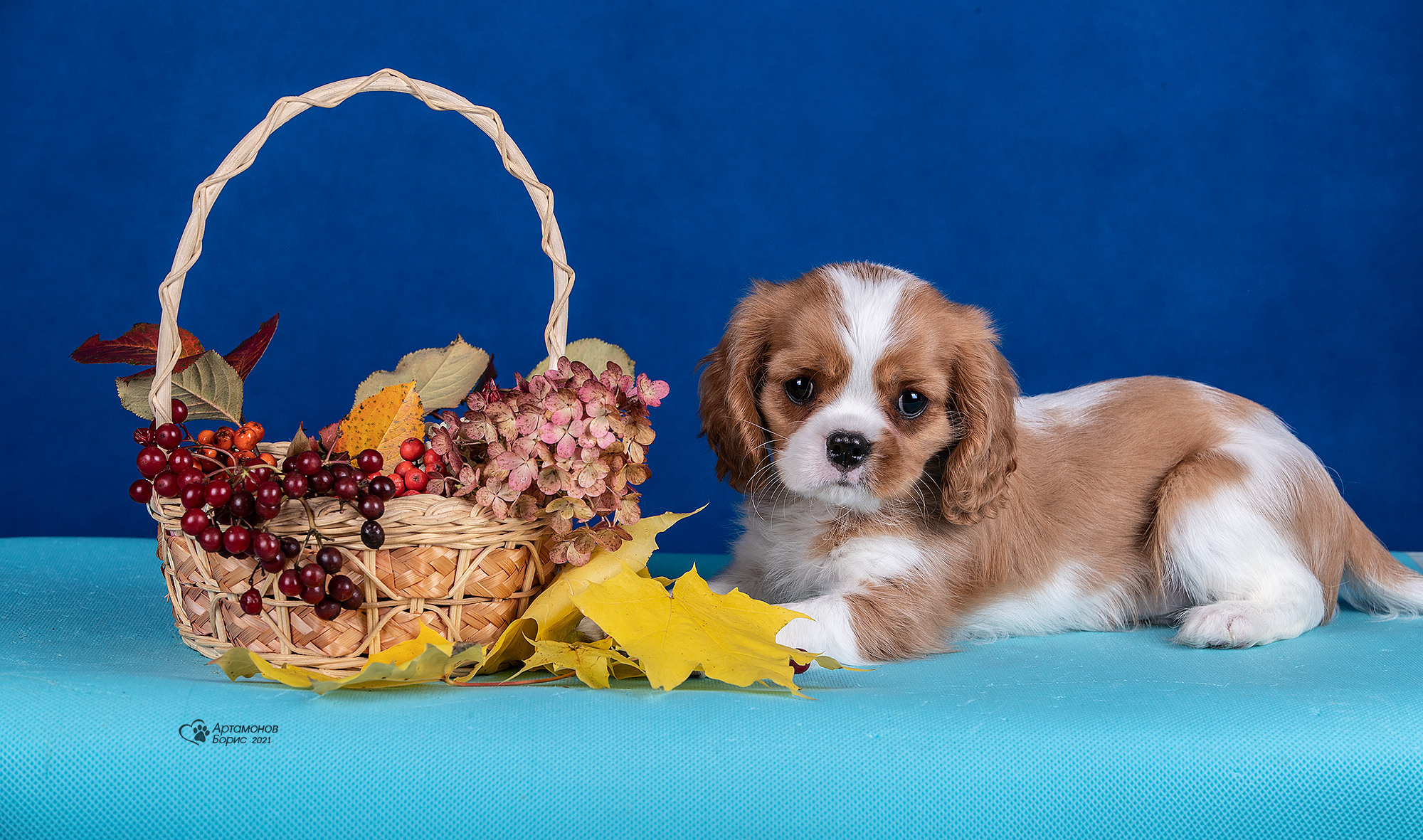 ФОТО ЩЕНКОВ. Борис Артамонов фотограф — анималист. Москва