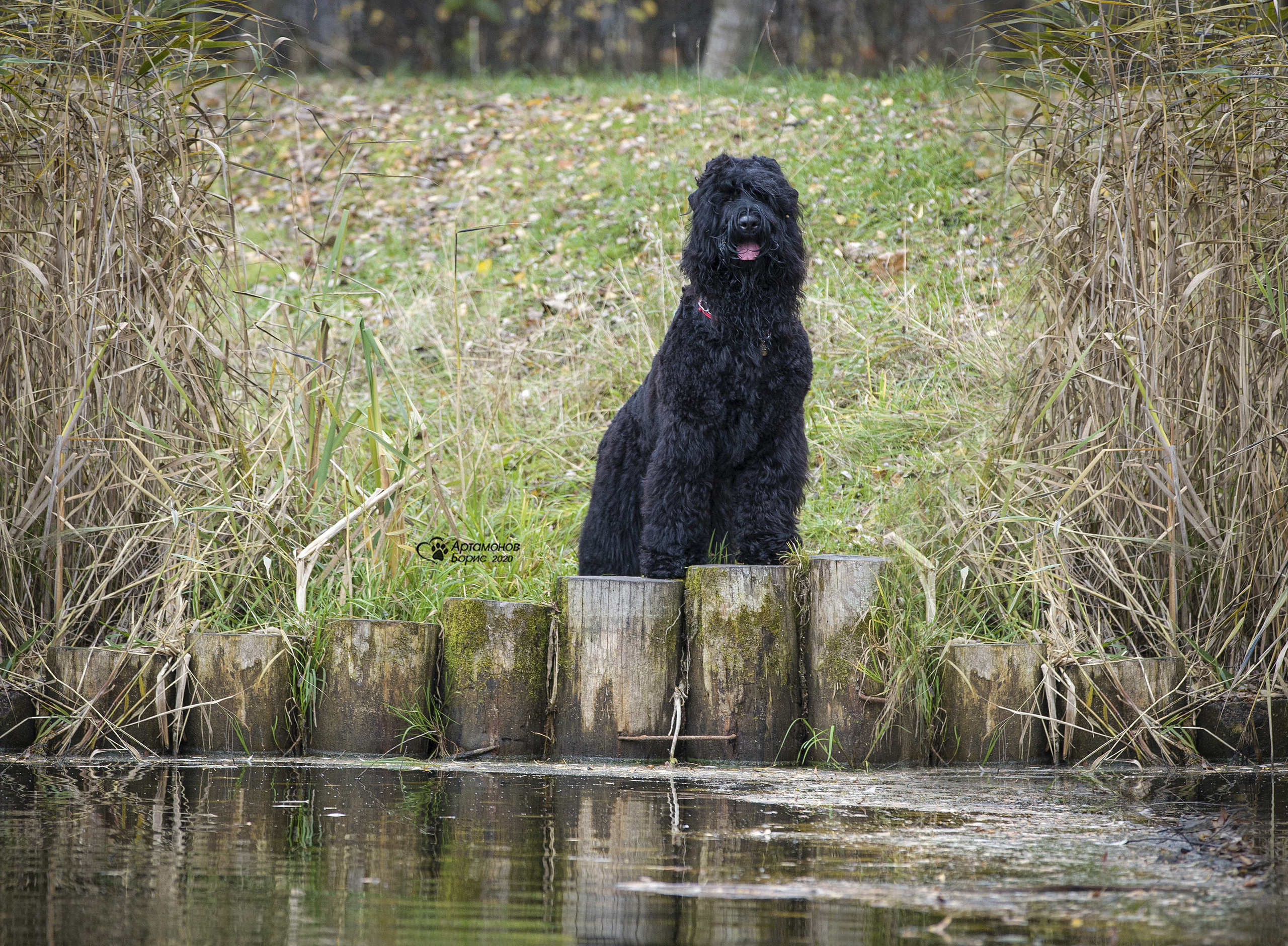 МАШЕНЬКА. Борис Артамонов фотограф — анималист. Москва