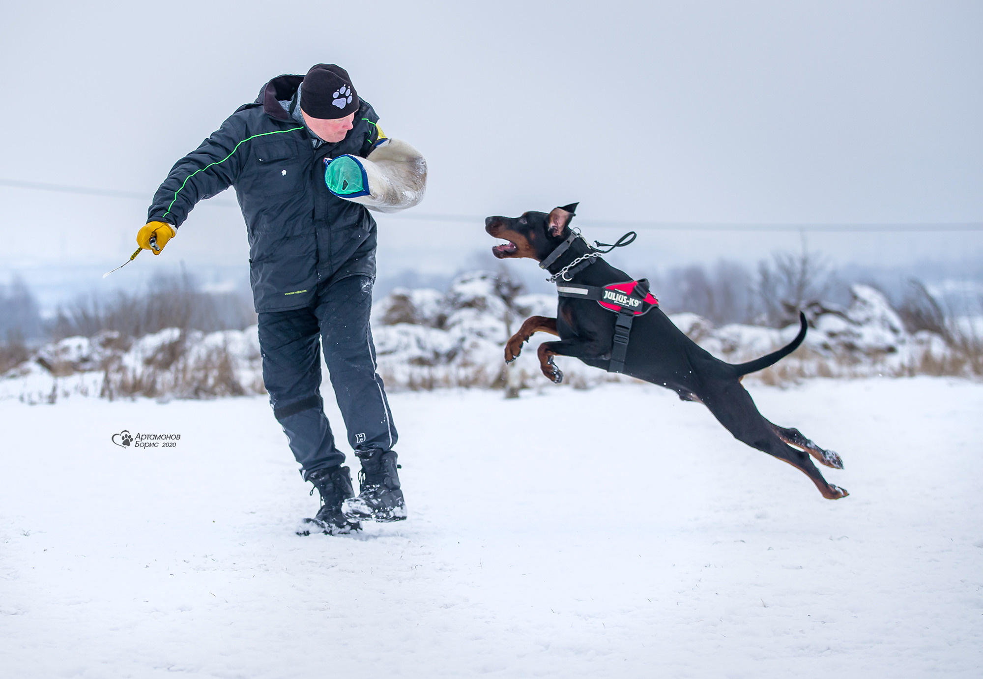 ДОБЕРМАНЫ КУСАЧКИ. Борис Артамонов фотограф — анималист. Москва