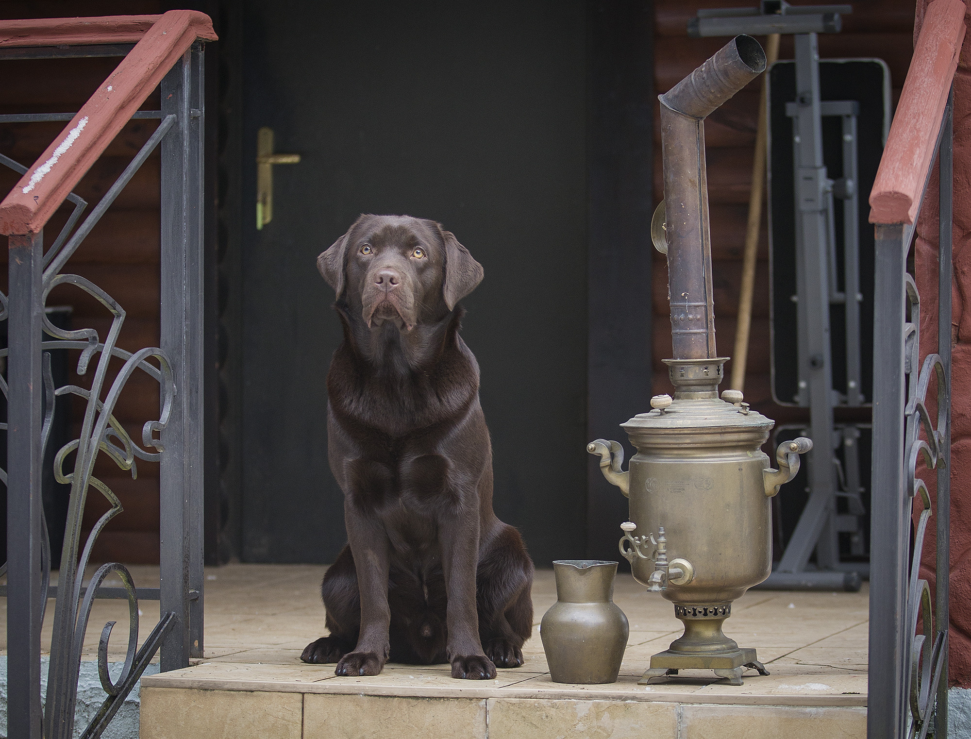 ФОТОСЕССИЯ ЛАБРАДОР. Борис Артамонов фотограф — анималист. Москва