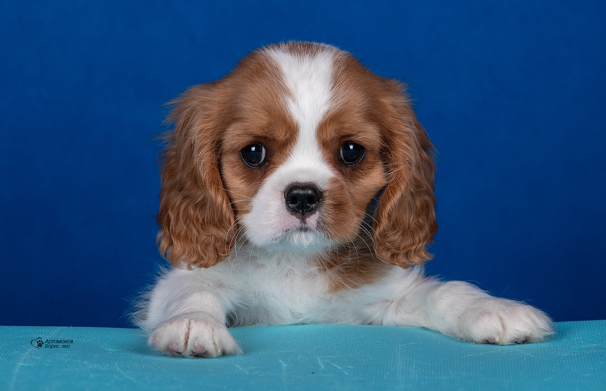 ФОТО ЩЕНКОВ. Борис Артамонов фотограф — анималист. Москва