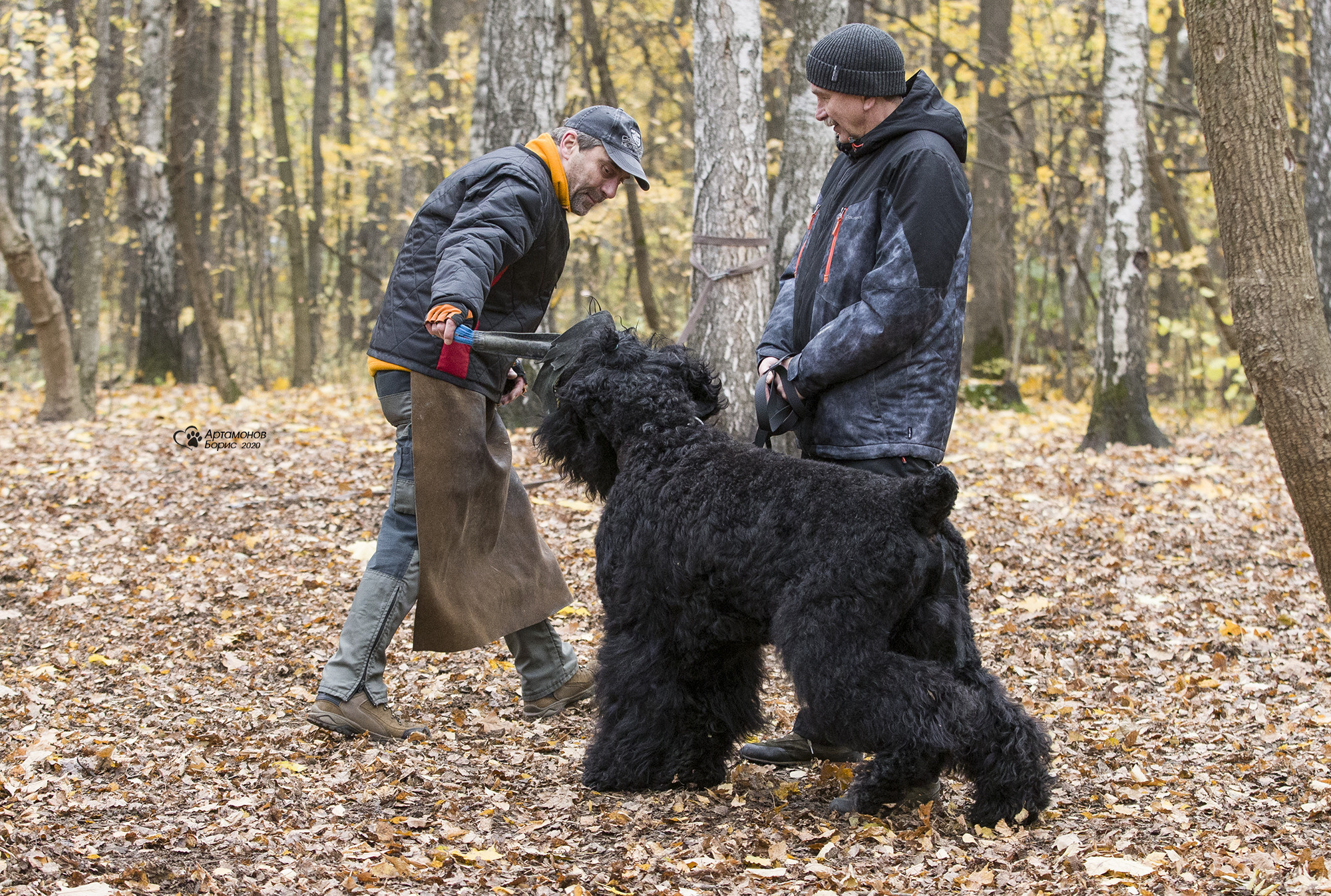РУССКИЙ ЧЕРНЫЙ ТЕРЬЕР. Борис Артамонов фотограф — анималист. Москва