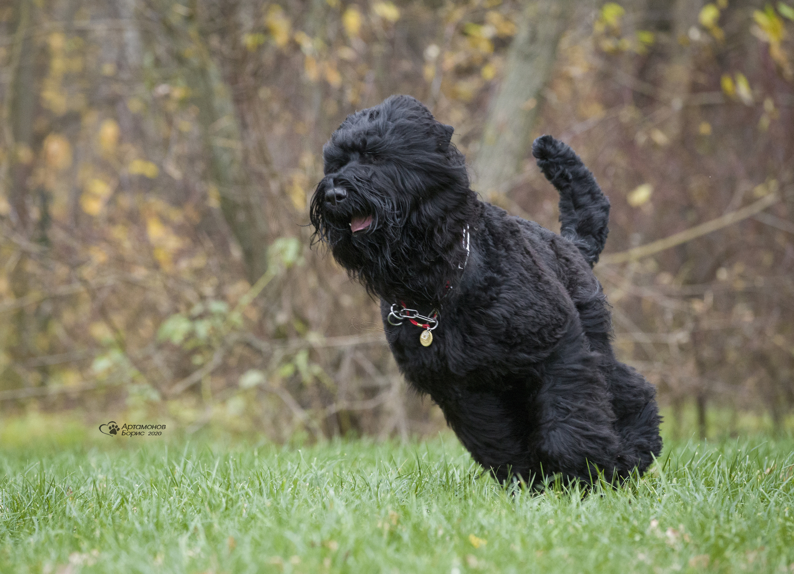 МАШЕНЬКА. Борис Артамонов фотограф — анималист. Москва