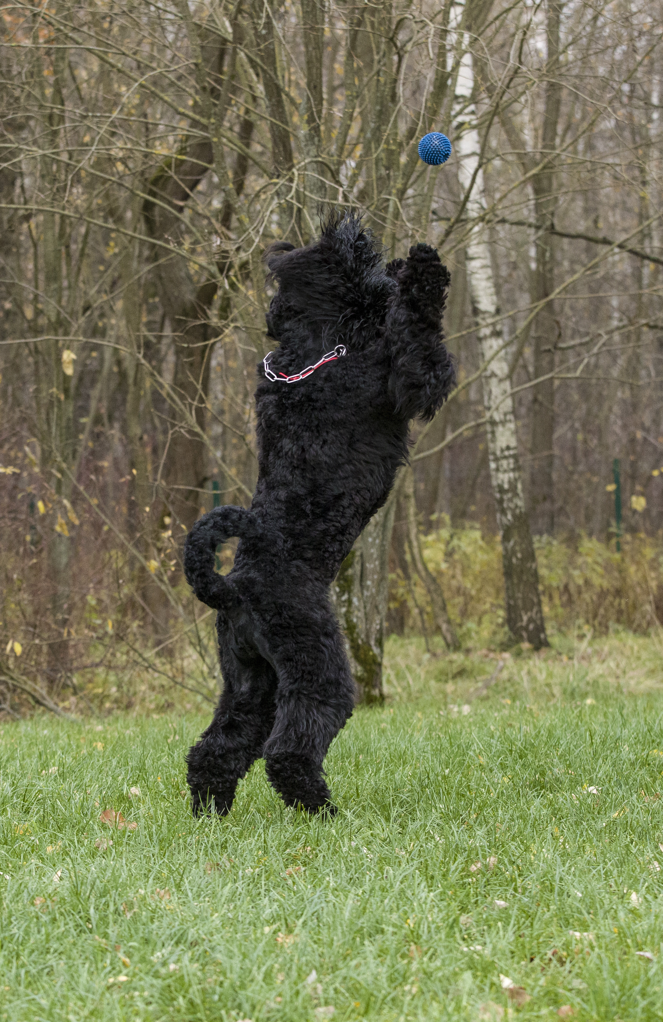 МАШЕНЬКА. Борис Артамонов фотограф — анималист. Москва