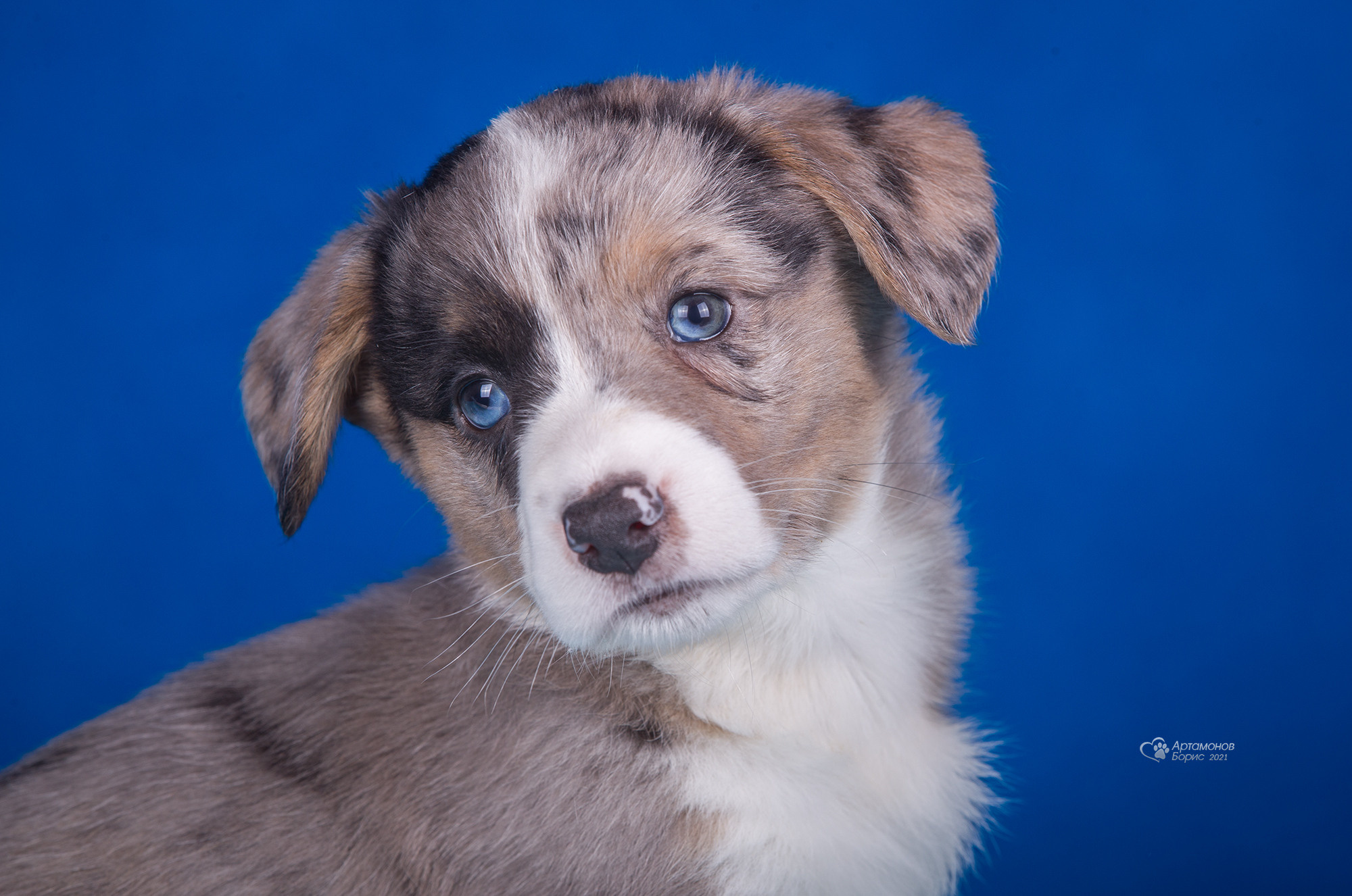 ФОТО ЩЕНКОВ. Борис Артамонов фотограф — анималист. Москва