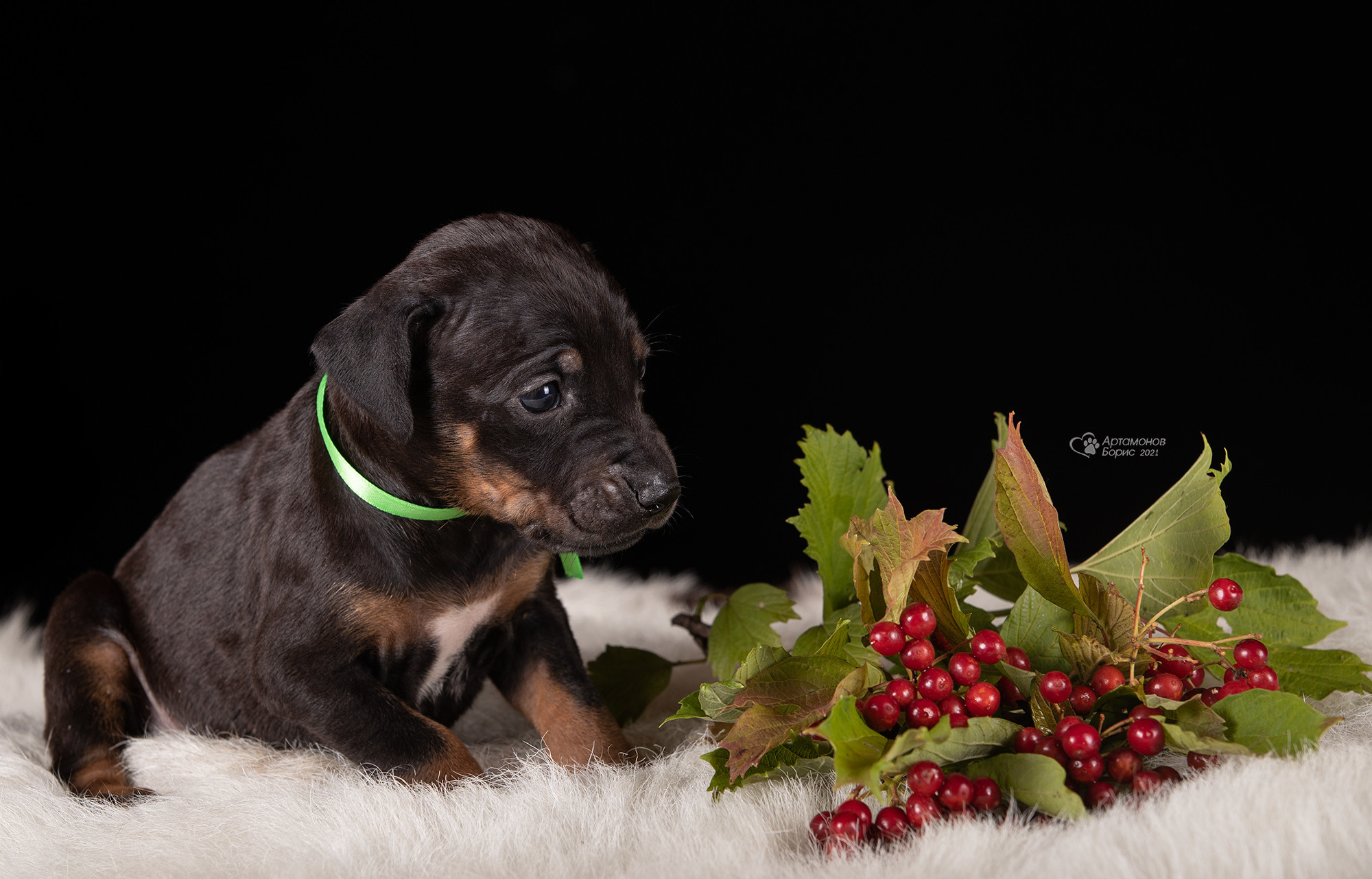 ФОТО ЩЕНКОВ. Борис Артамонов фотограф — анималист. Москва