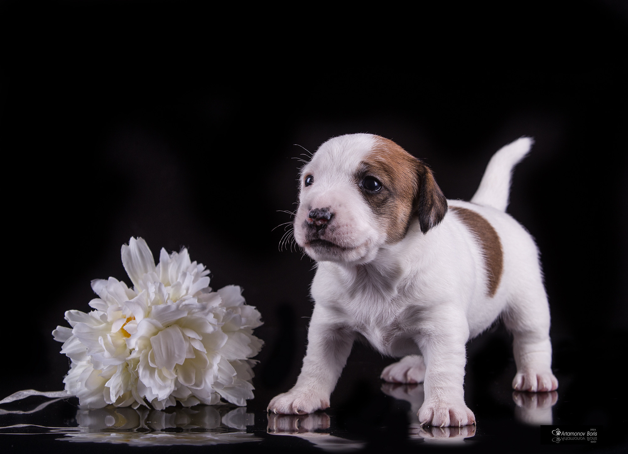 ФОТО ЩЕНКОВ. Борис Артамонов фотограф — анималист. Москва