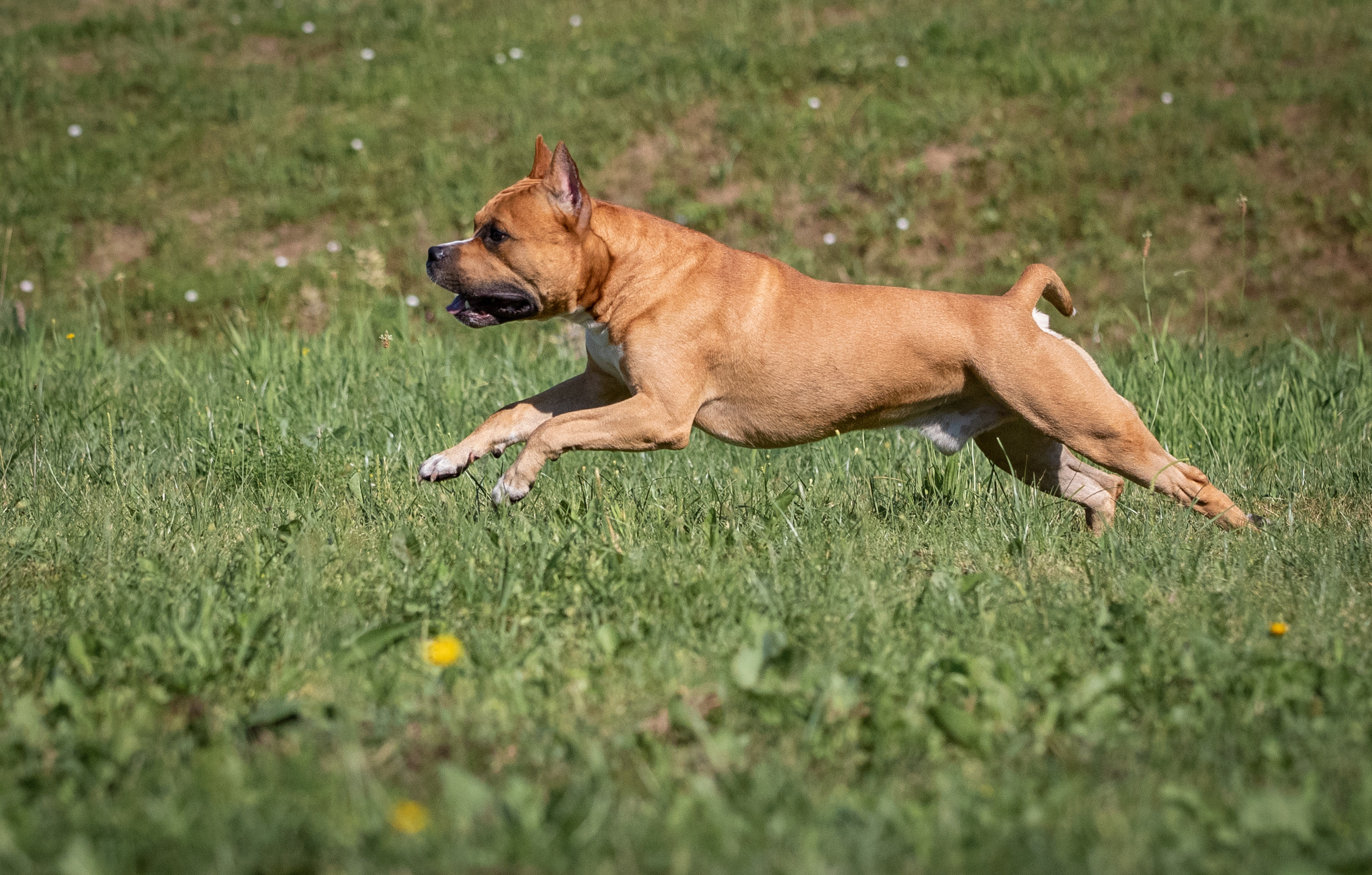 В ДВИЖЕНИИ. Борис Артамонов фотограф — анималист. Москва