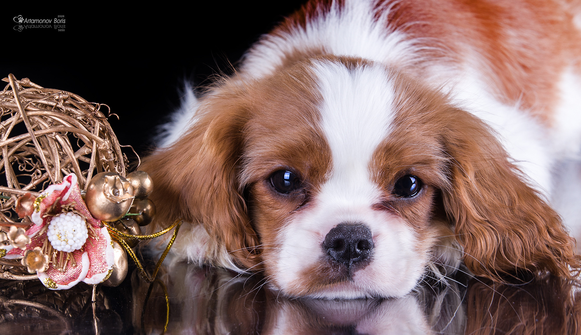 ФОТО ЩЕНКОВ. Борис Артамонов фотограф — анималист. Москва