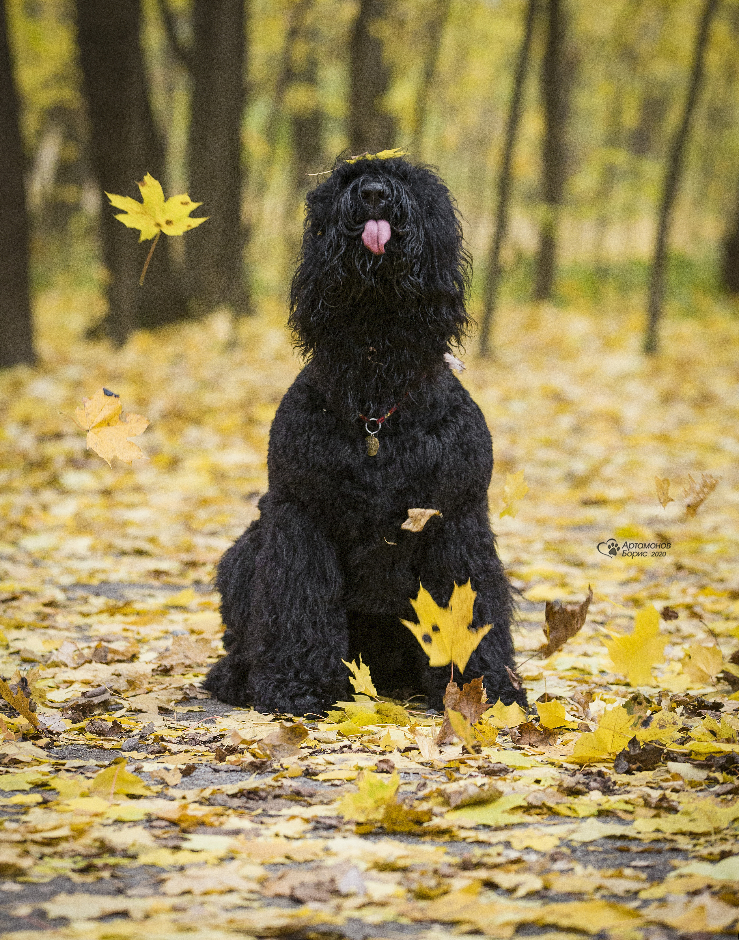 МАШЕНЬКА. Борис Артамонов фотограф — анималист. Москва