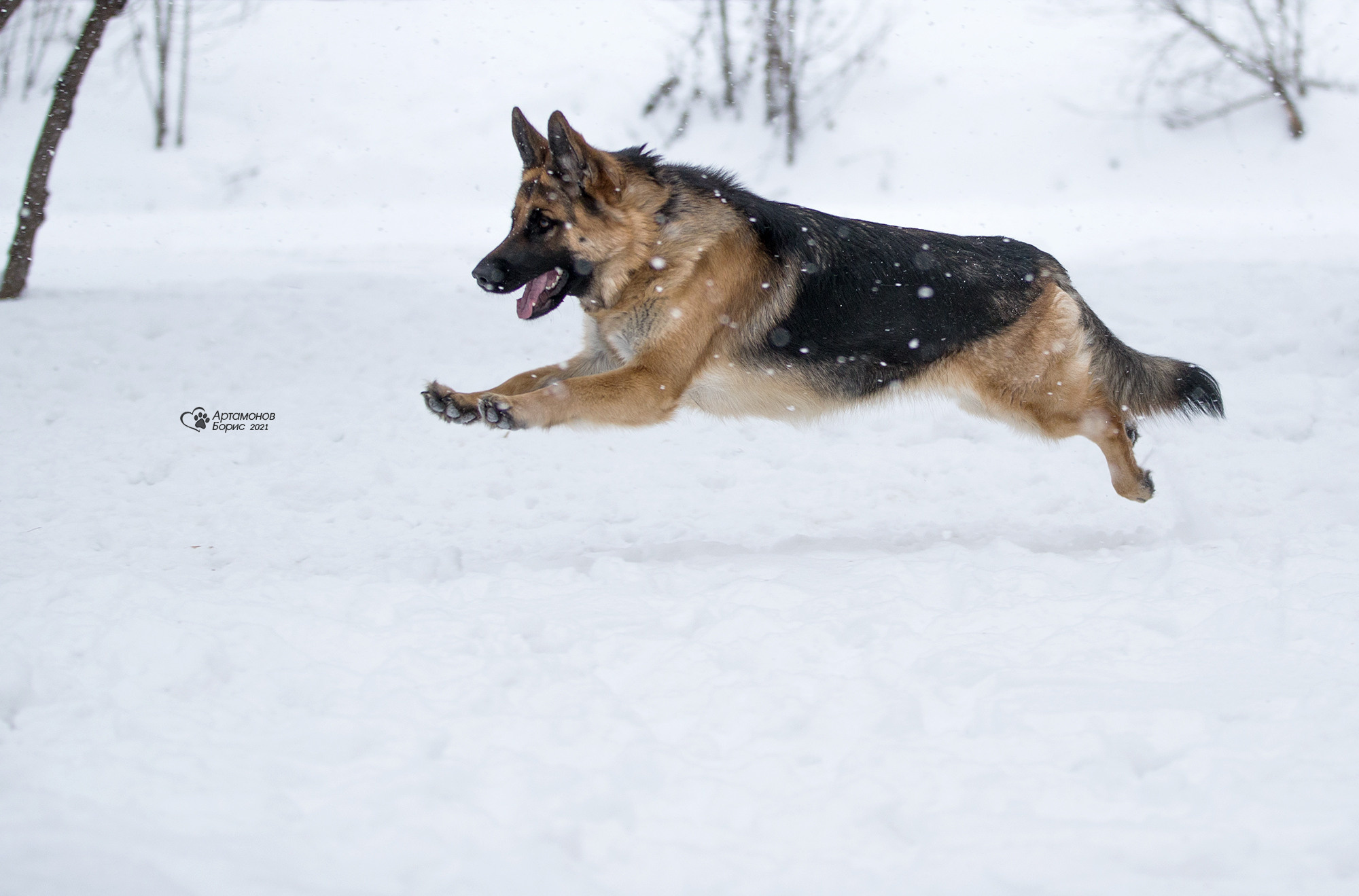 В ДВИЖЕНИИ. Борис Артамонов фотограф — анималист. Москва