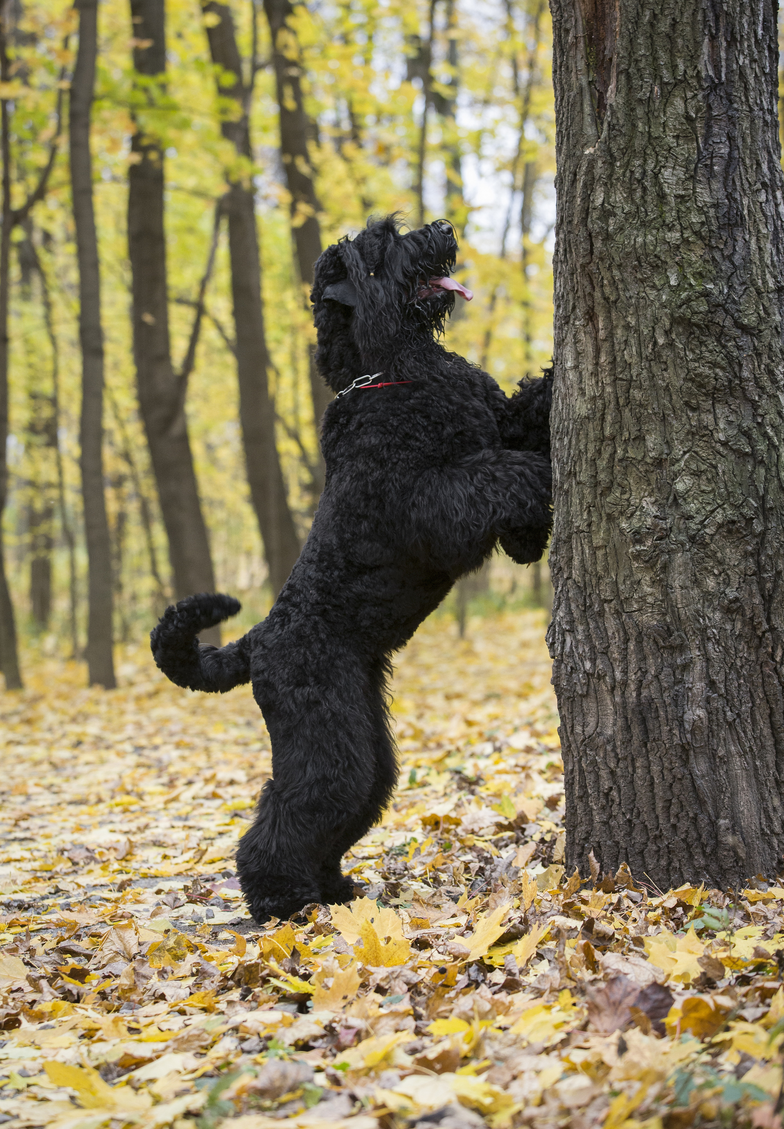 МАШЕНЬКА. Борис Артамонов фотограф — анималист. Москва