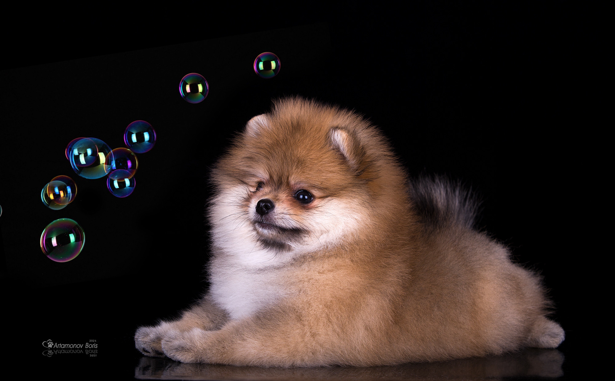 ФОТО ЩЕНКОВ. Борис Артамонов фотограф — анималист. Москва