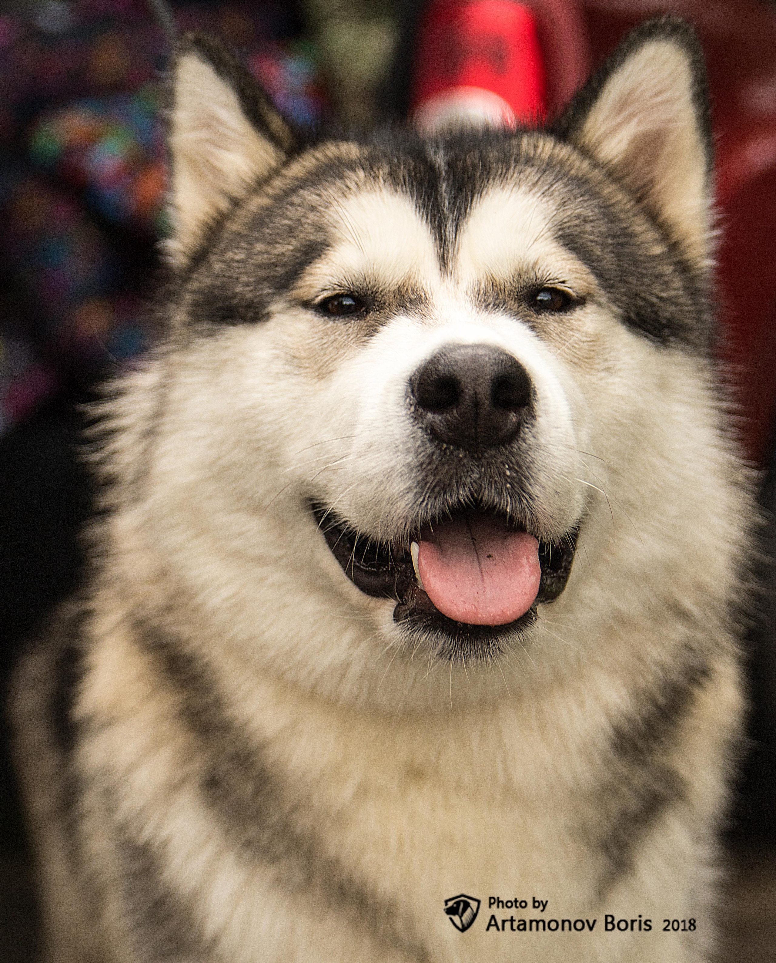 ПОРТРЕТИКИ. Борис Артамонов фотограф — анималист. Москва