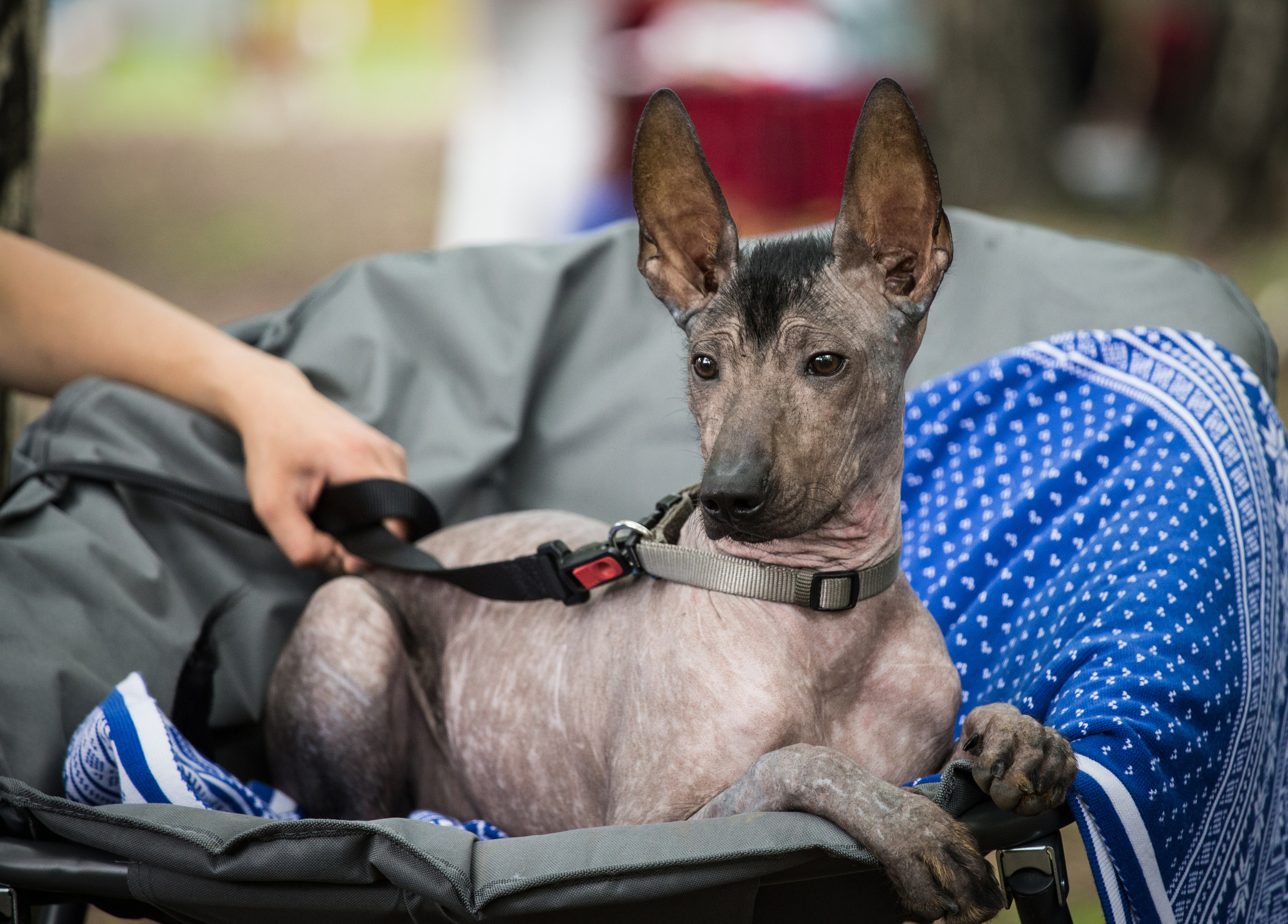 ПОРТРЕТИКИ. Борис Артамонов фотограф — анималист. Москва
