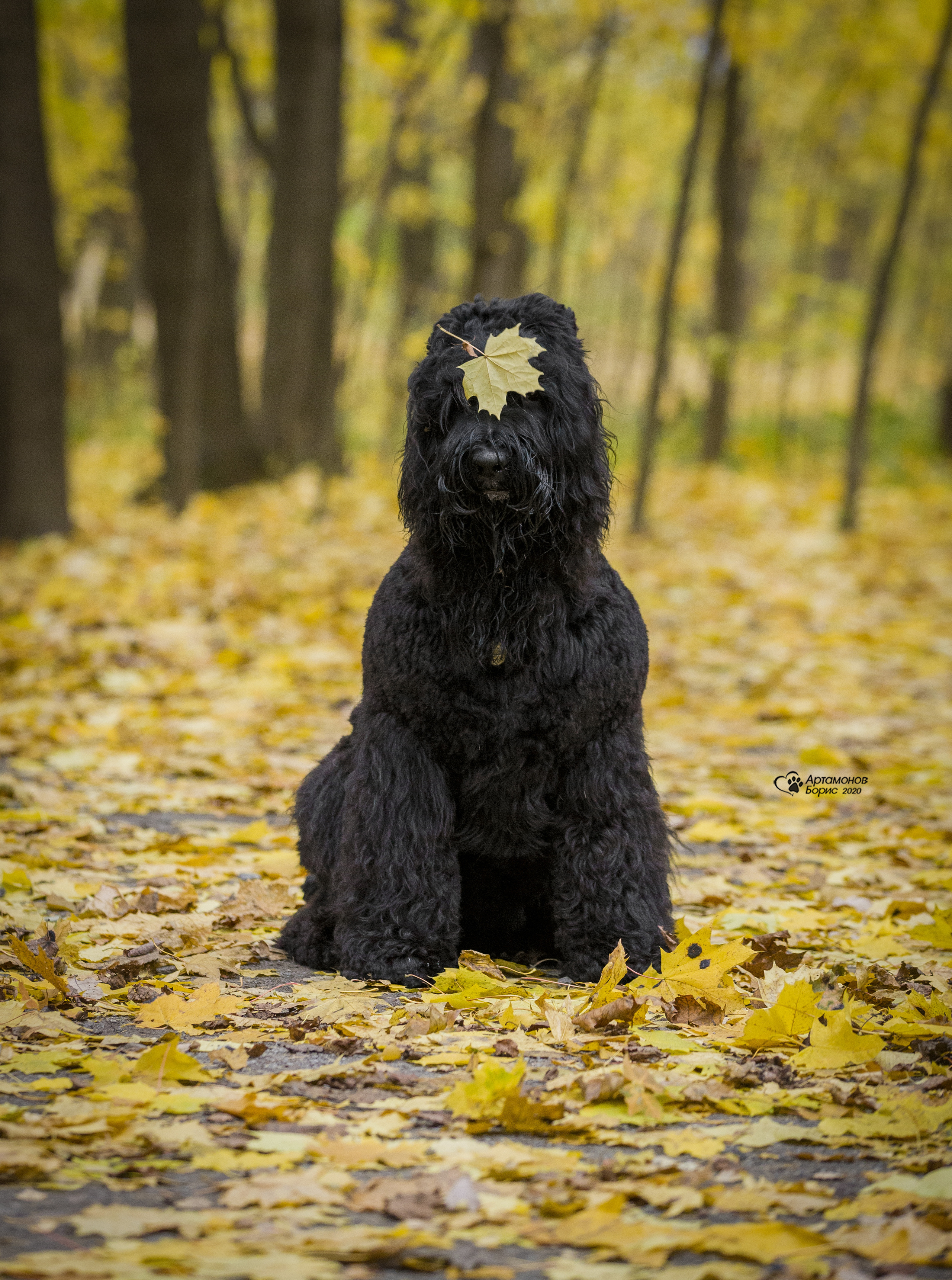 МАШЕНЬКА. Борис Артамонов фотограф — анималист. Москва
