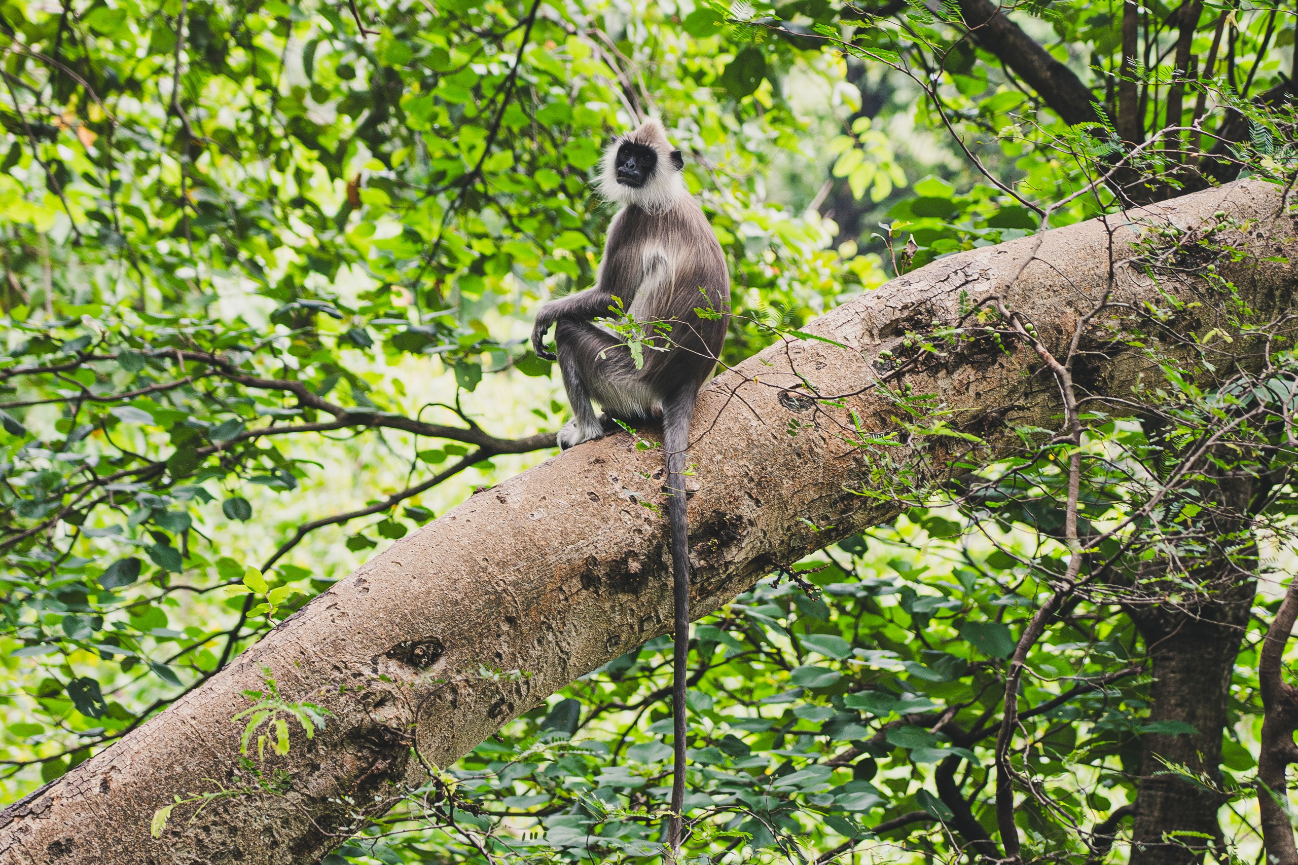 Шри-Ланка 2025. Легкая фотография